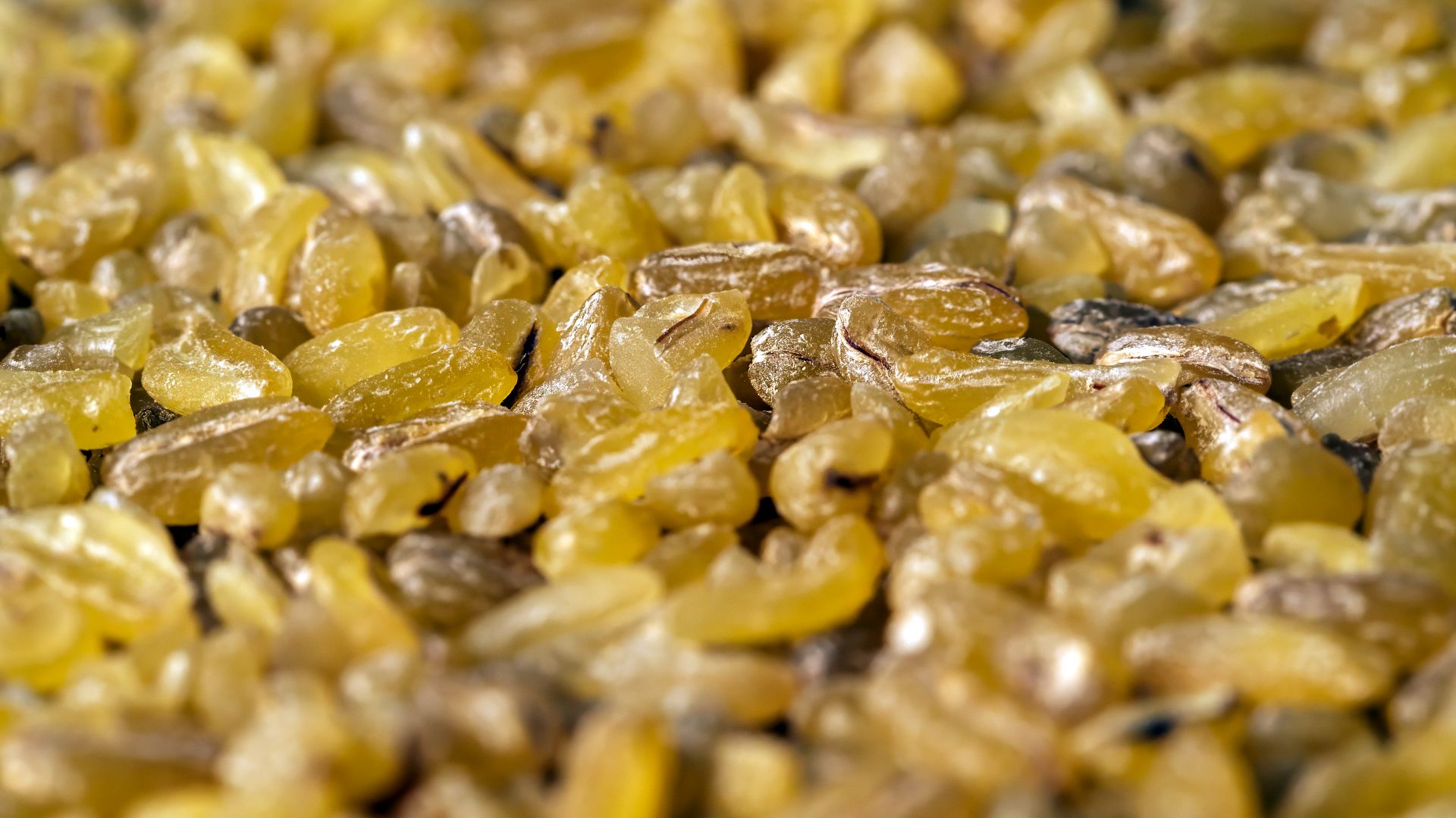 File:Bulgur close-up.jpg