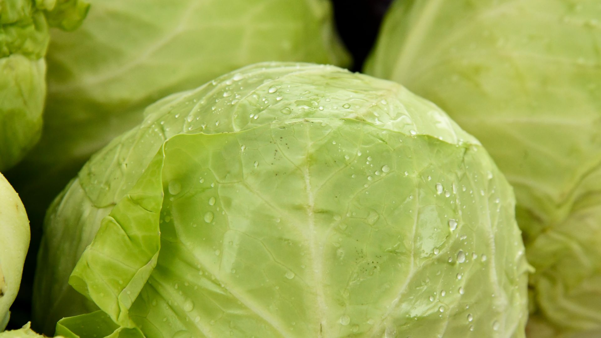 green leaf vegetable in close up photography