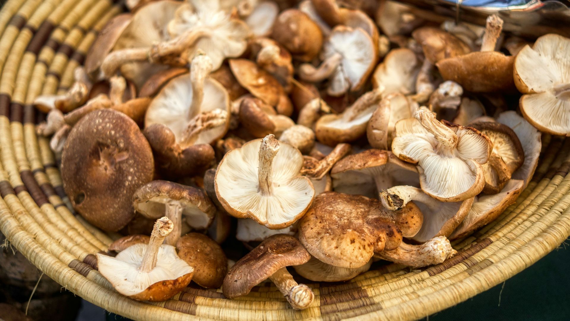brown and white mushrooms on brown woven basket