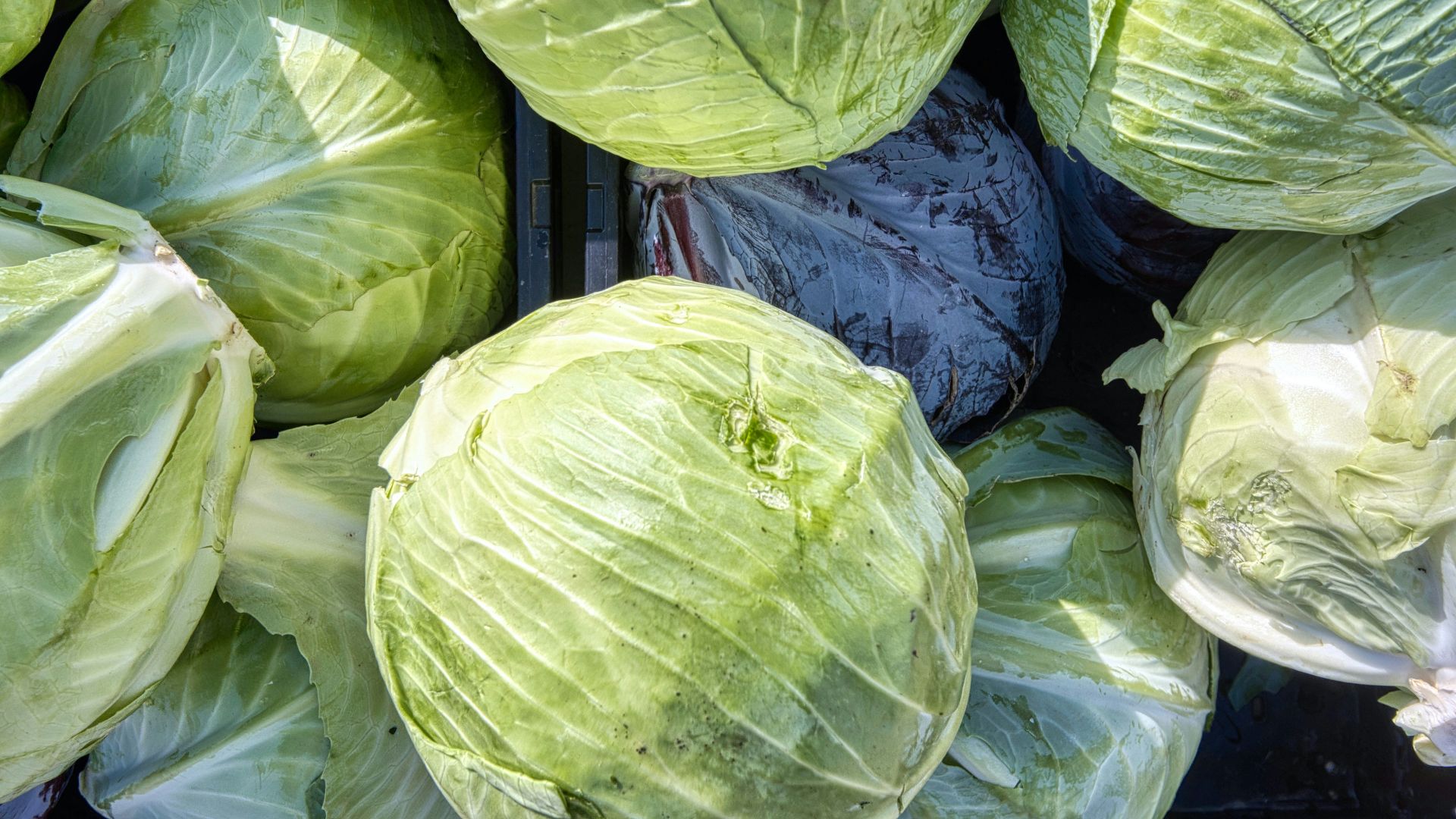 green and blue plastic bags