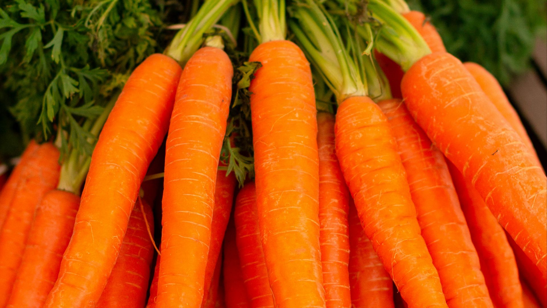 orange carrots on green grass