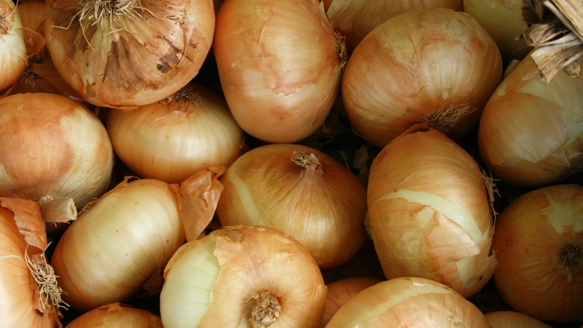 brown onion lot