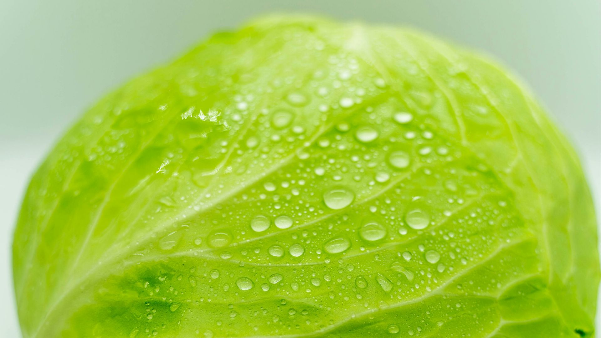 green leaf vegetable on white surface