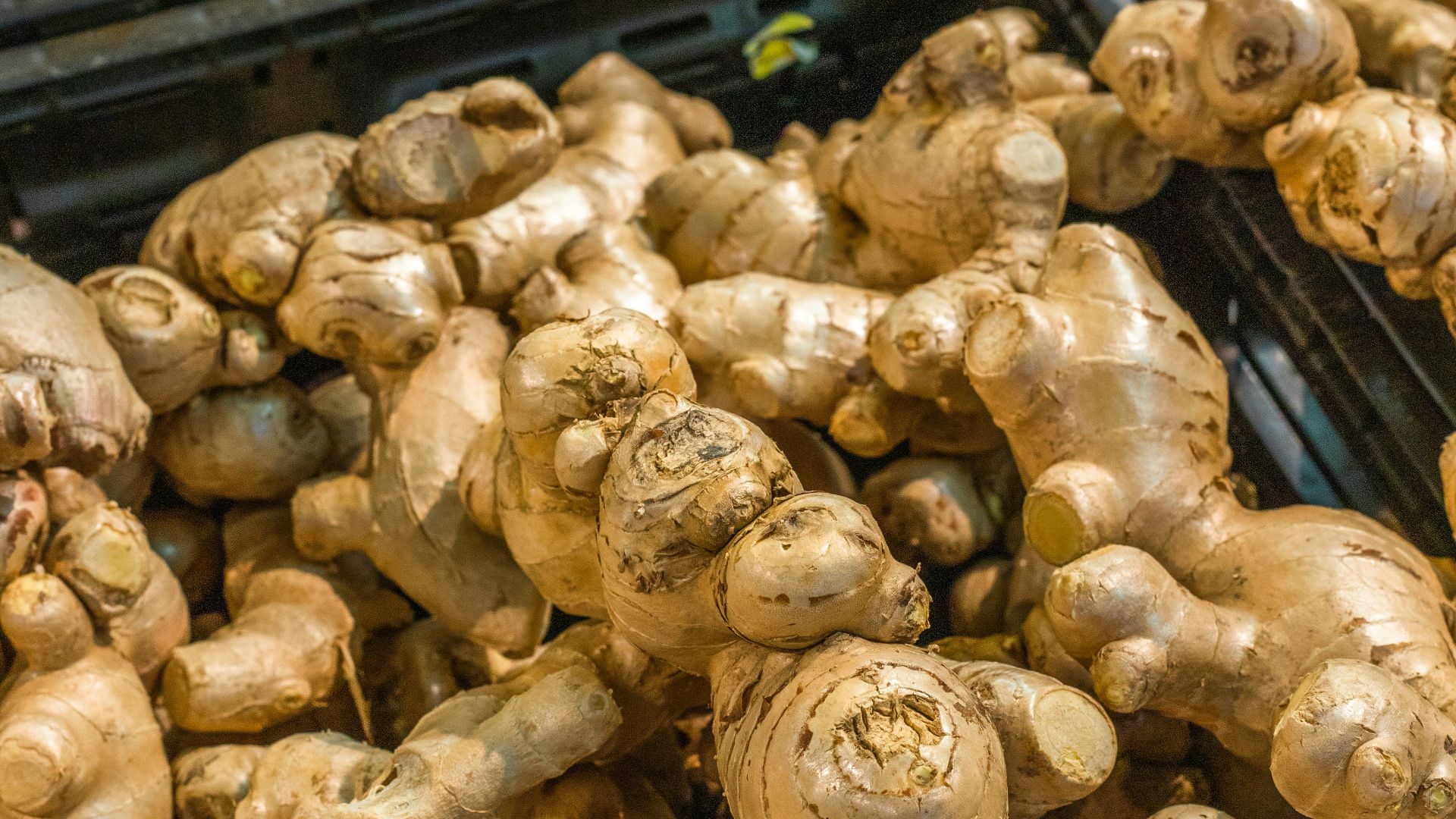brown garlic on black plastic container