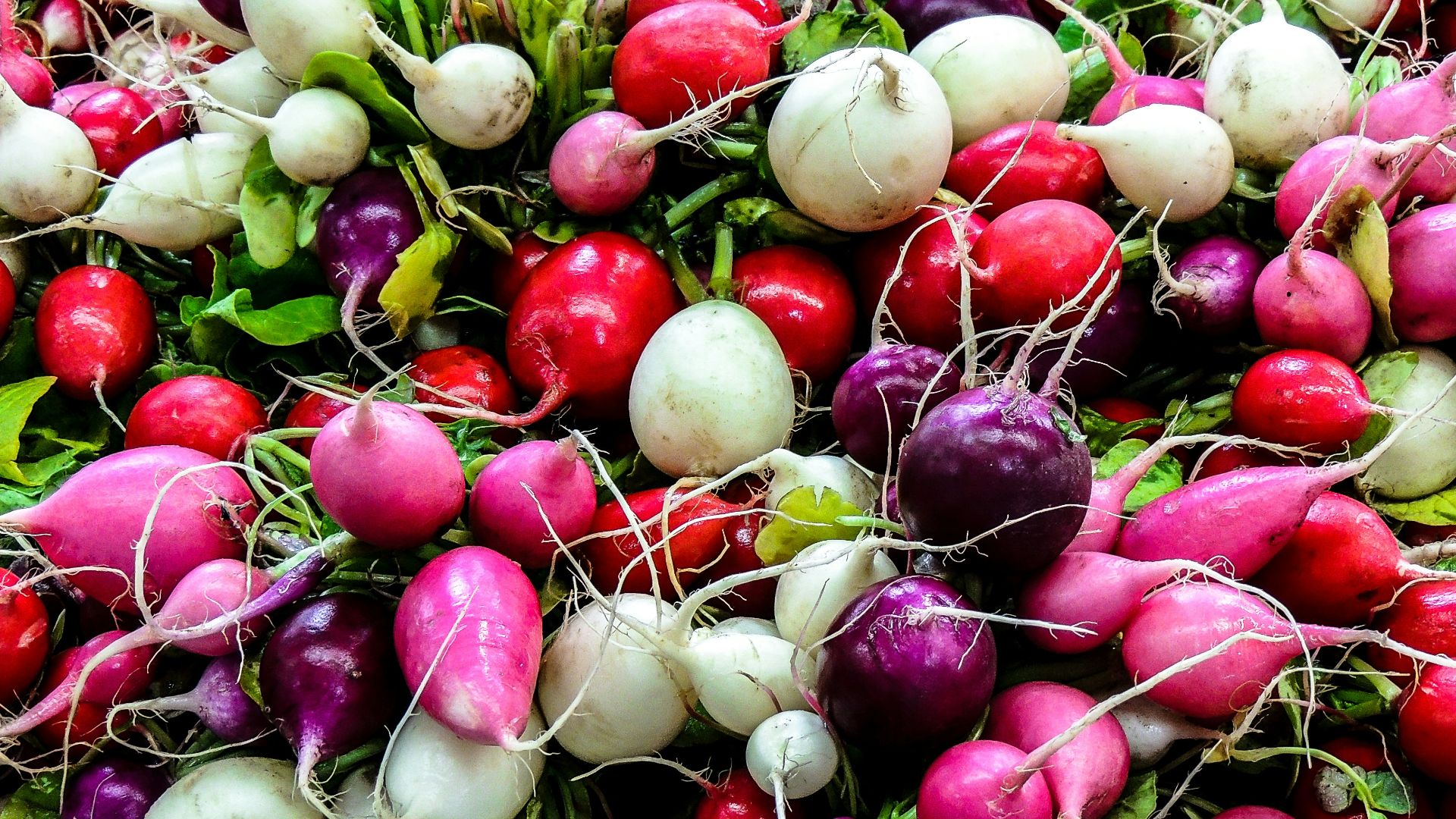 bunch of white, red and purple radishes