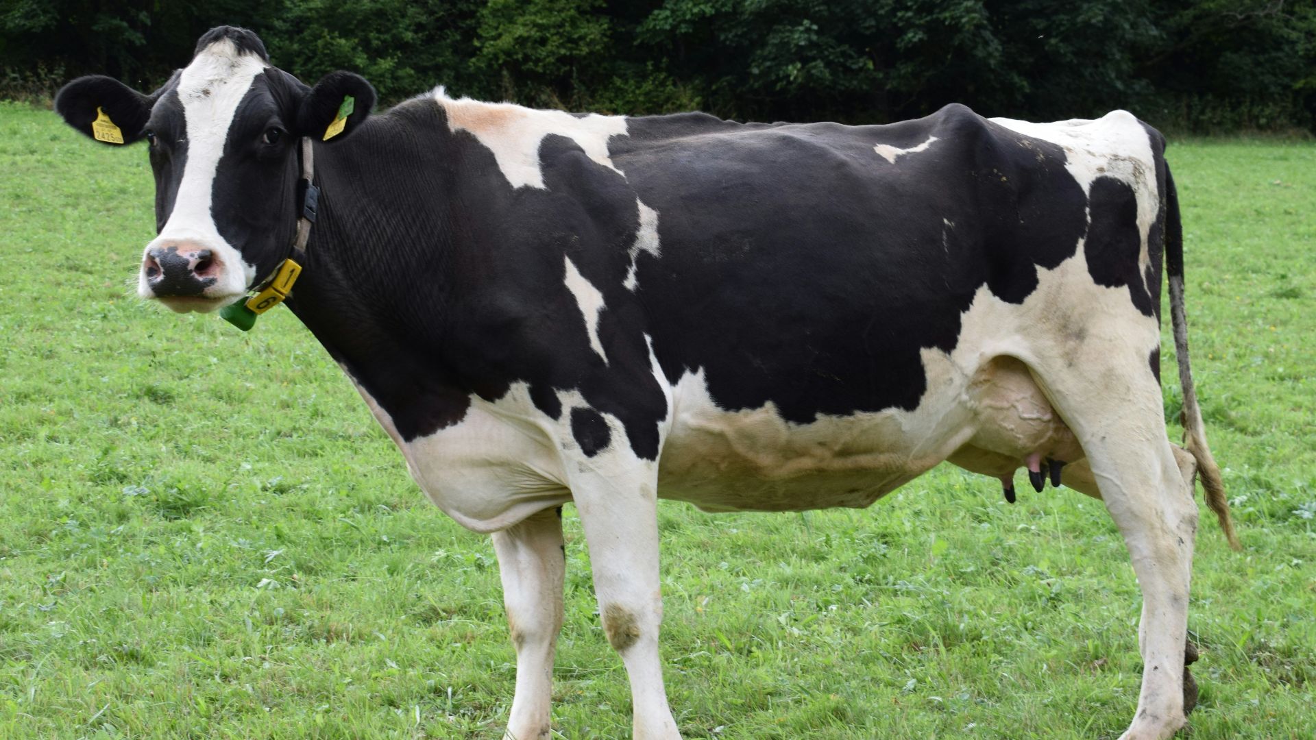 black and white cow standing on grass field