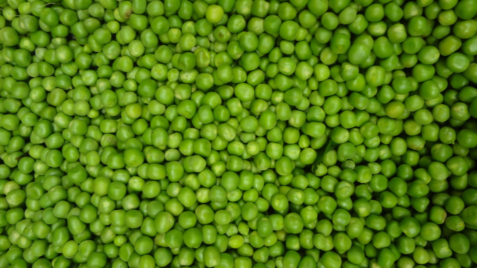 File:(Pisum sativum), A pea is a most commonly green.JPG