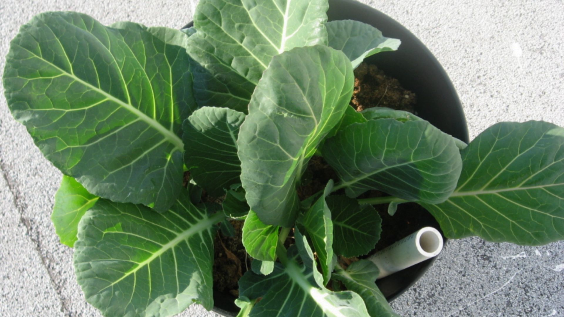 File:Collards in container.jpg