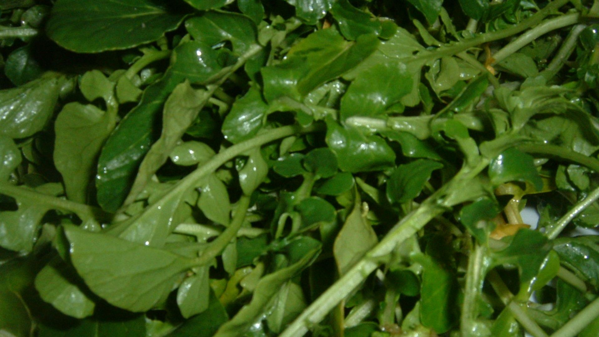 File:Watercress (2).JPG