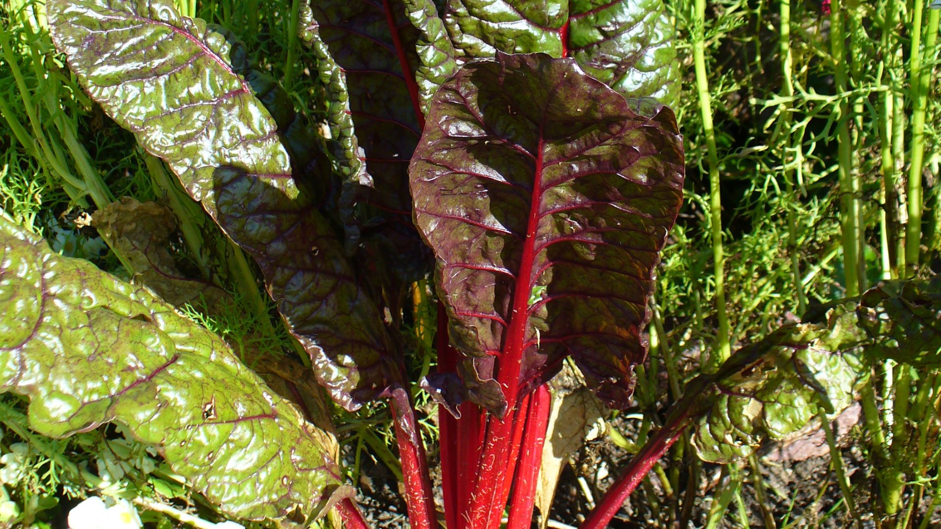File:Chard (Beta vulgaris var cicla).jpg