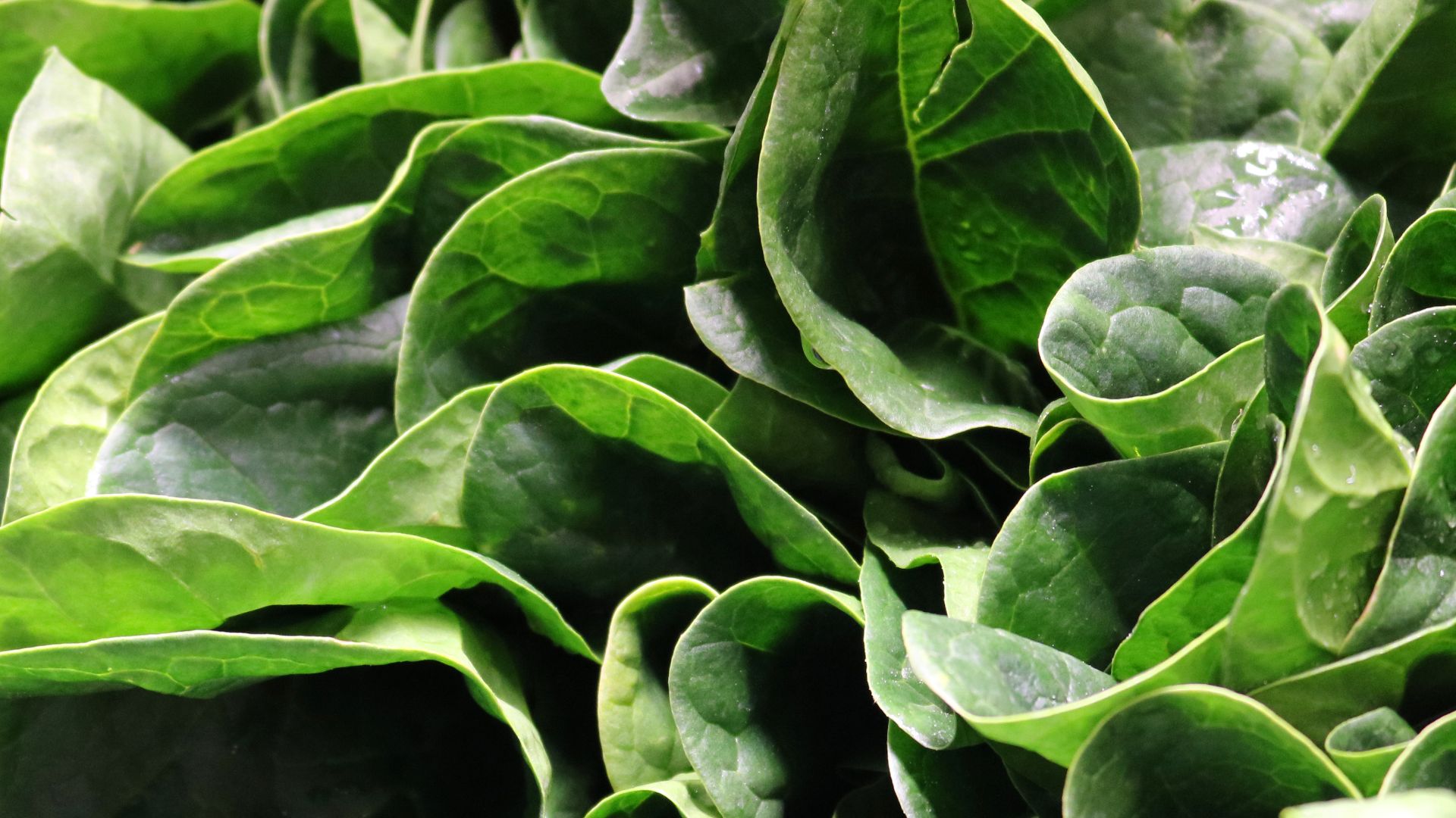 File:Bok Choy -29.jpg