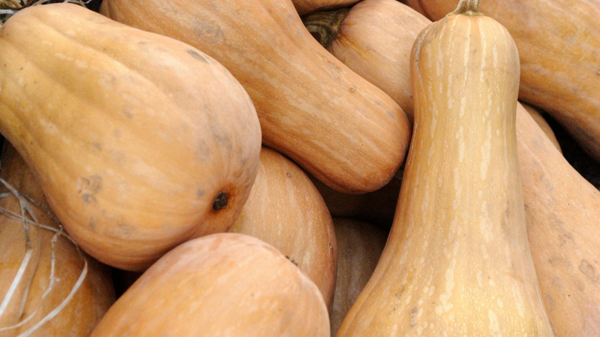 orange gourd vegetables