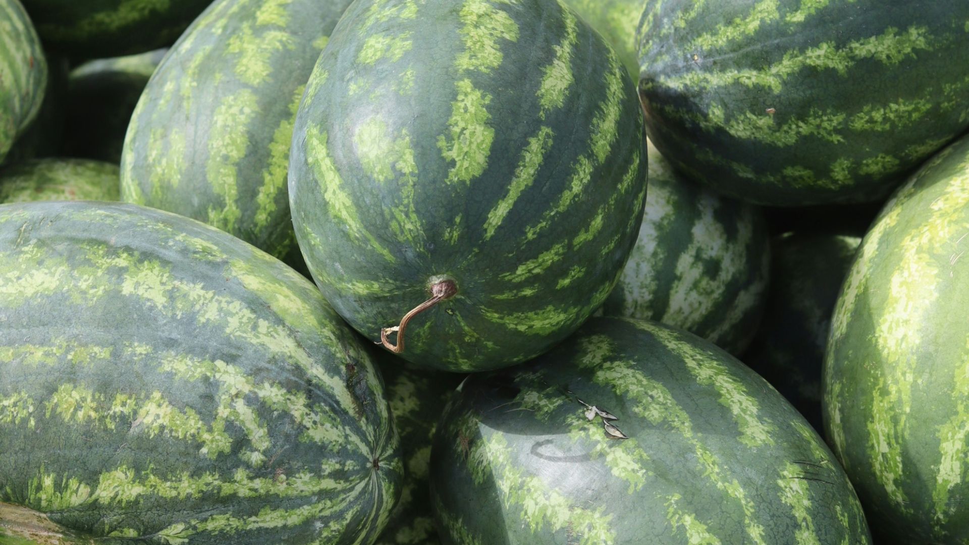 green and yellow watermelon fruit
