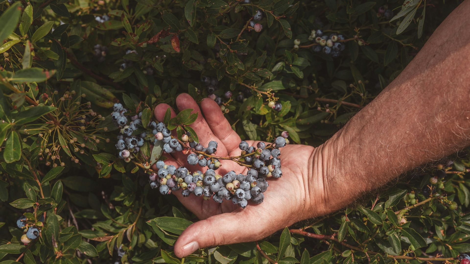 A person holding a bunch of berries in their hand