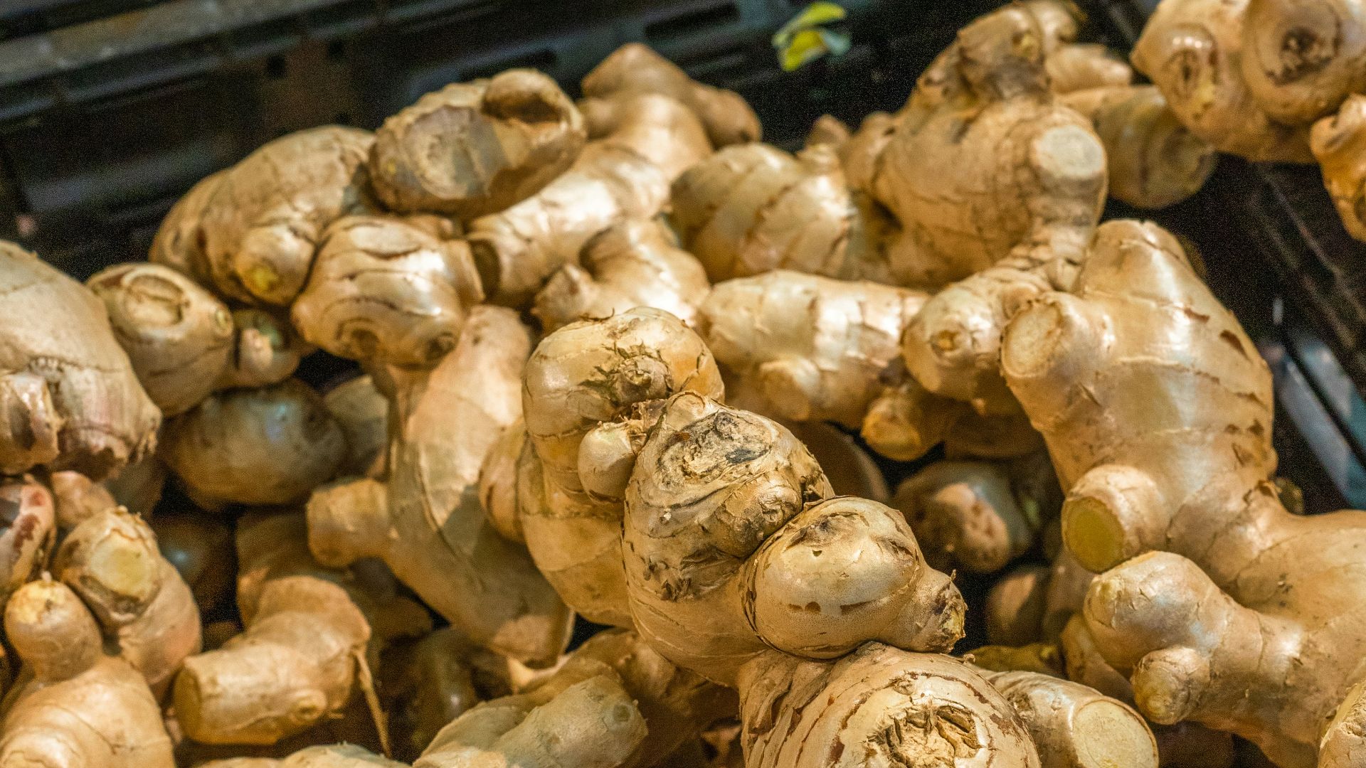 brown garlic on black plastic container