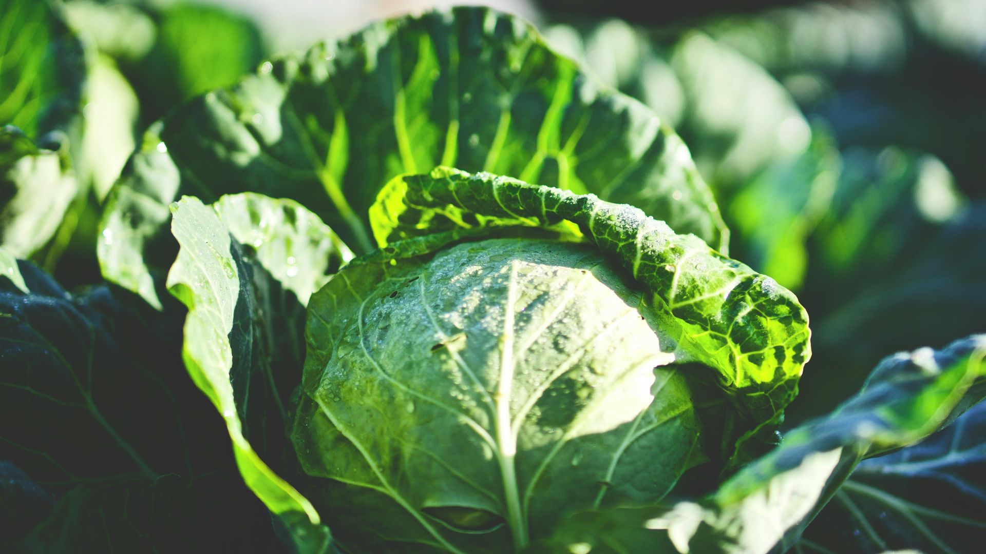green cabbage in shallow focus shot