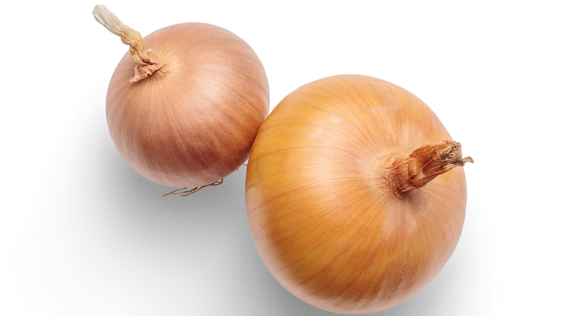 3 white garlic on white background