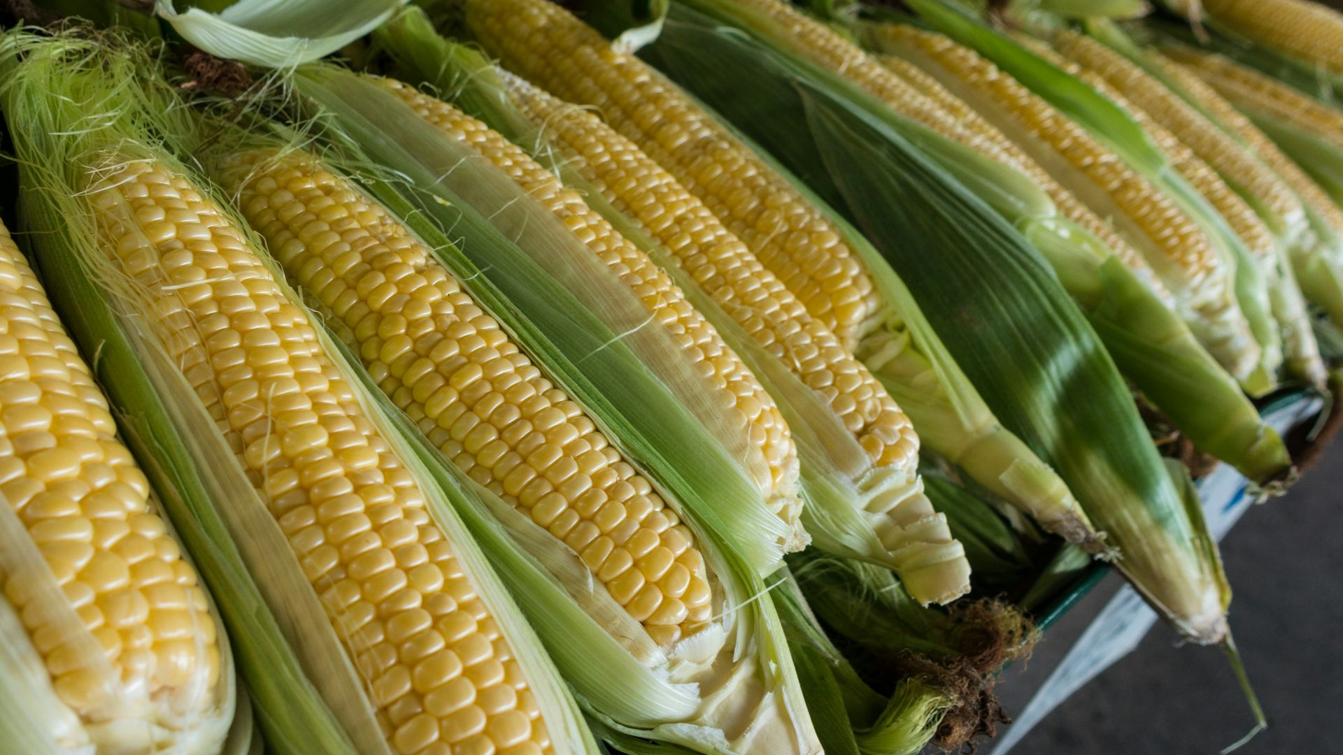 closeup photography of corns