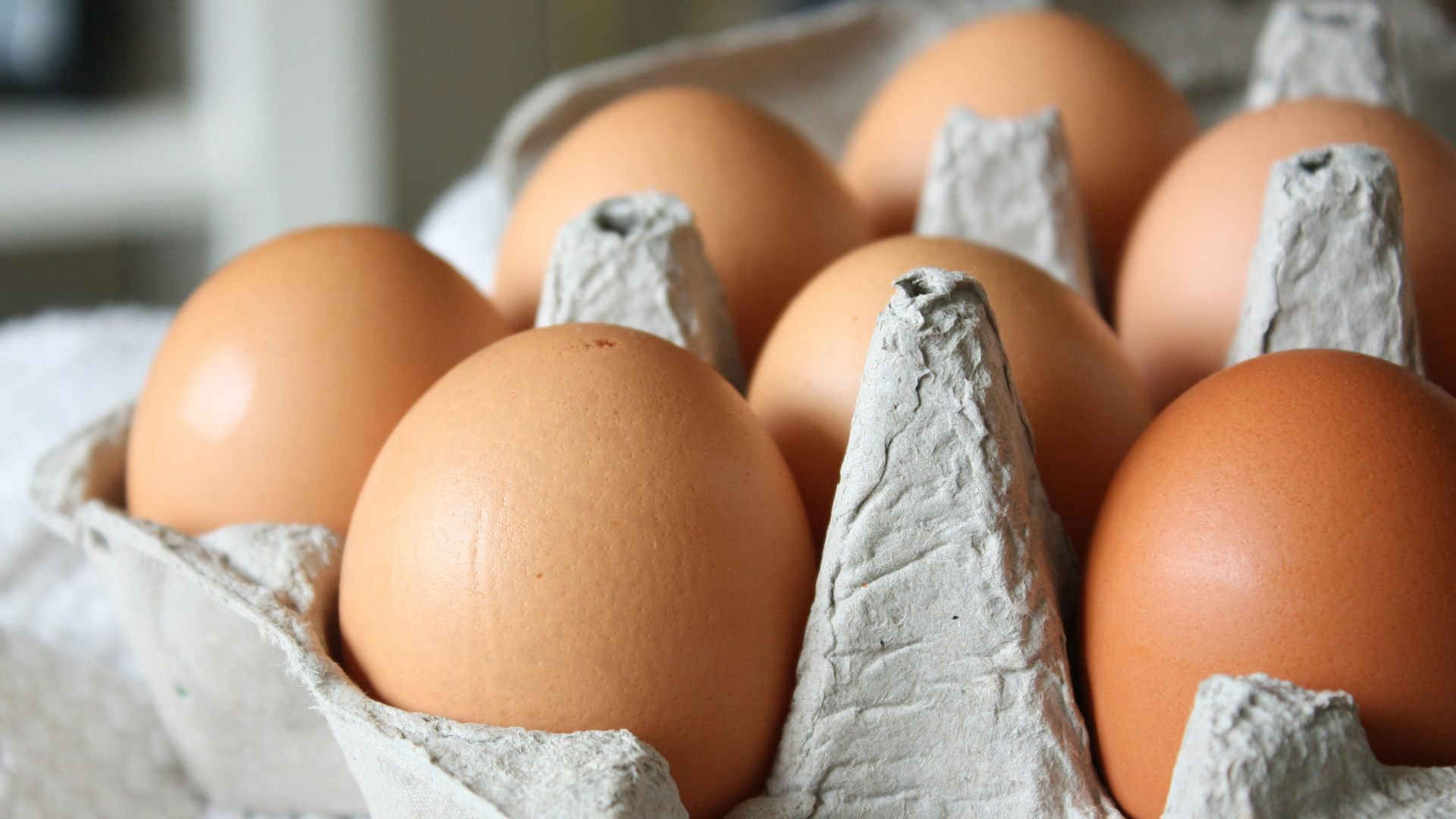 brown egg on white paper towel