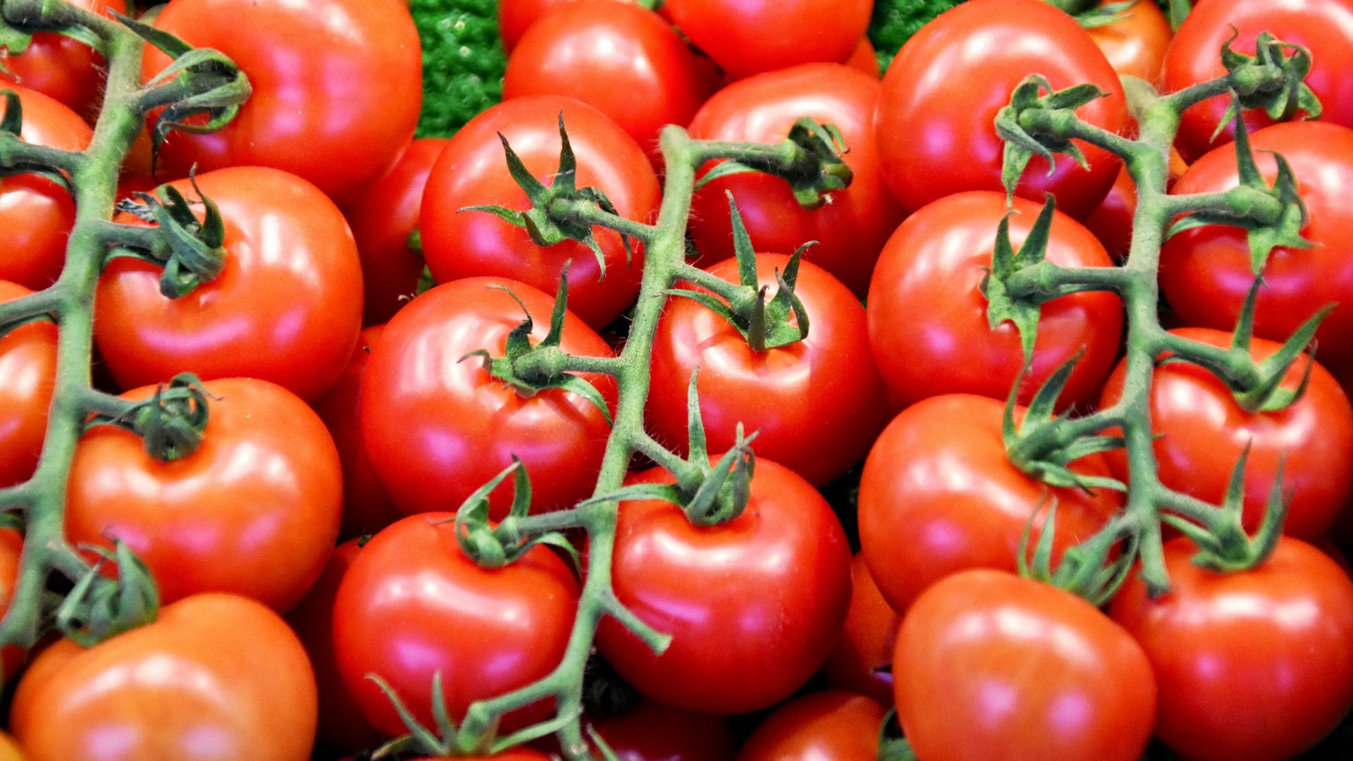 red tomatoes on green leaves