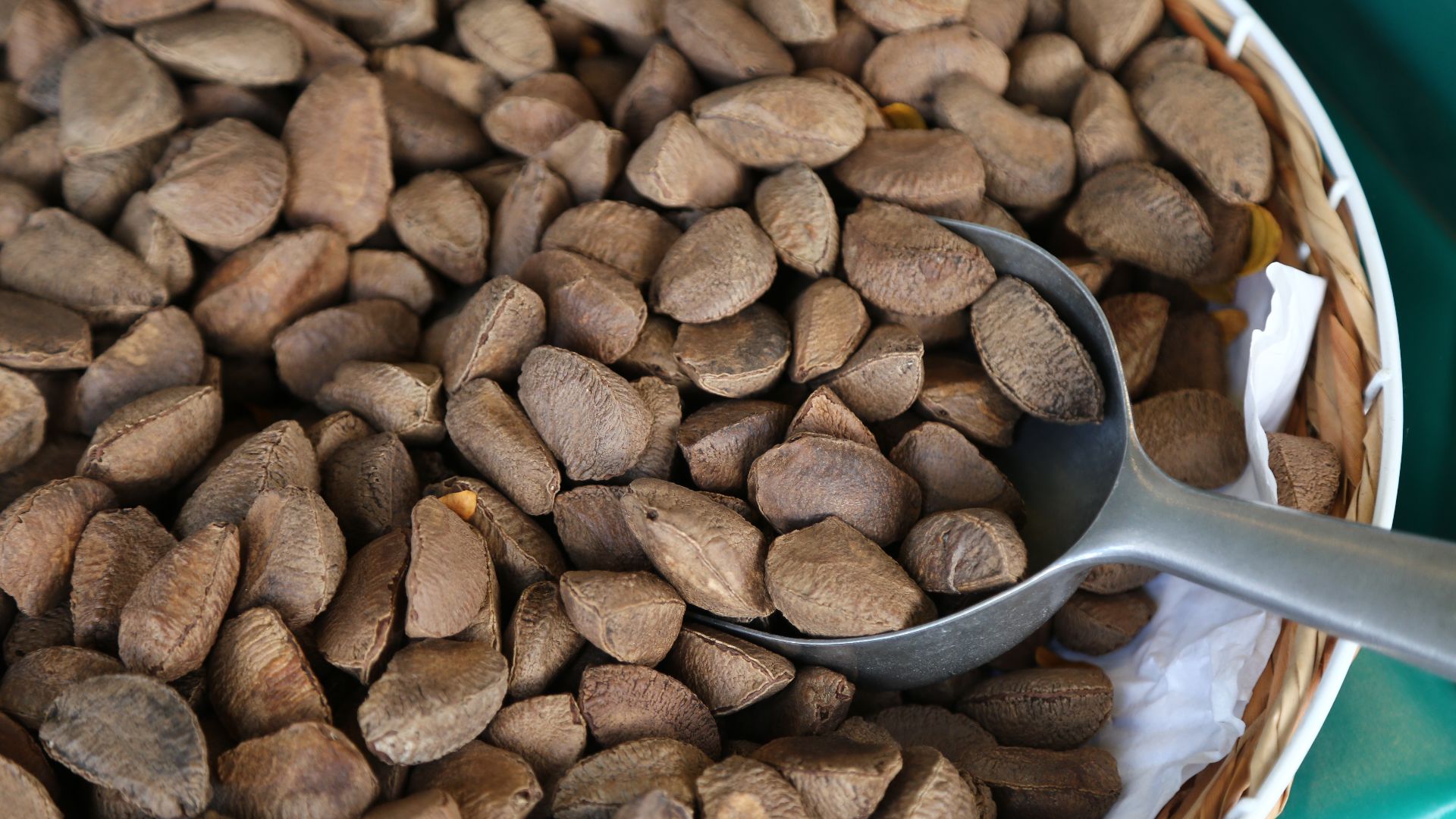 File:Brazil nuts 9576.jpg