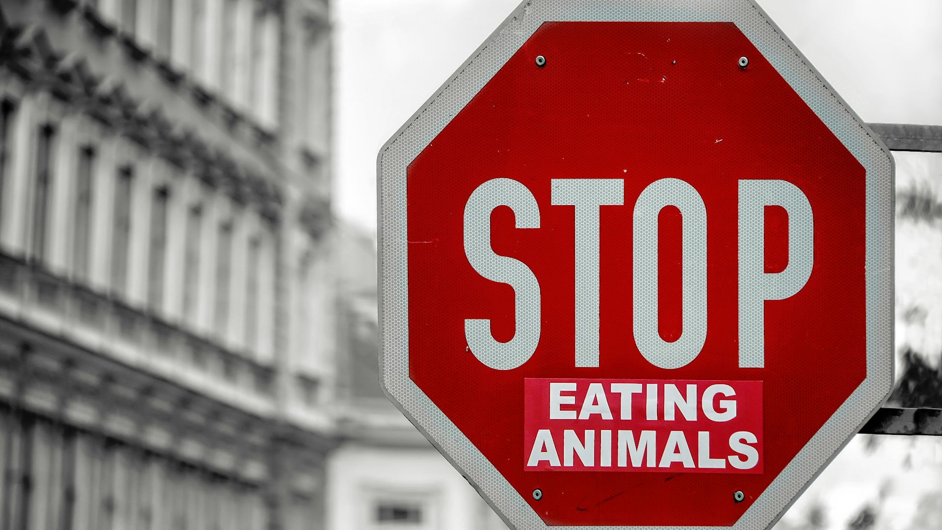 selective color of Stop eating animals signage