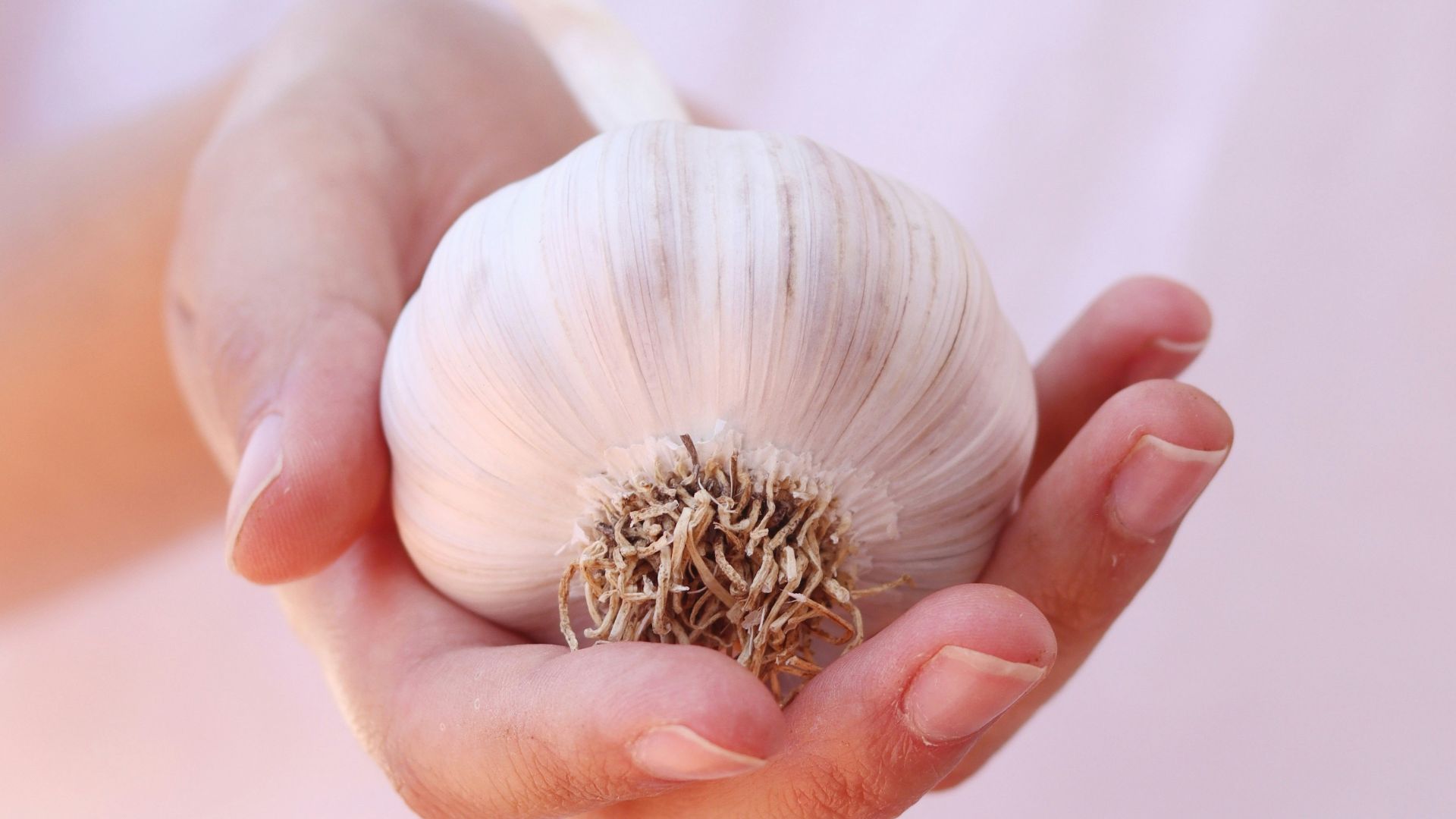white and brown flower on persons hand