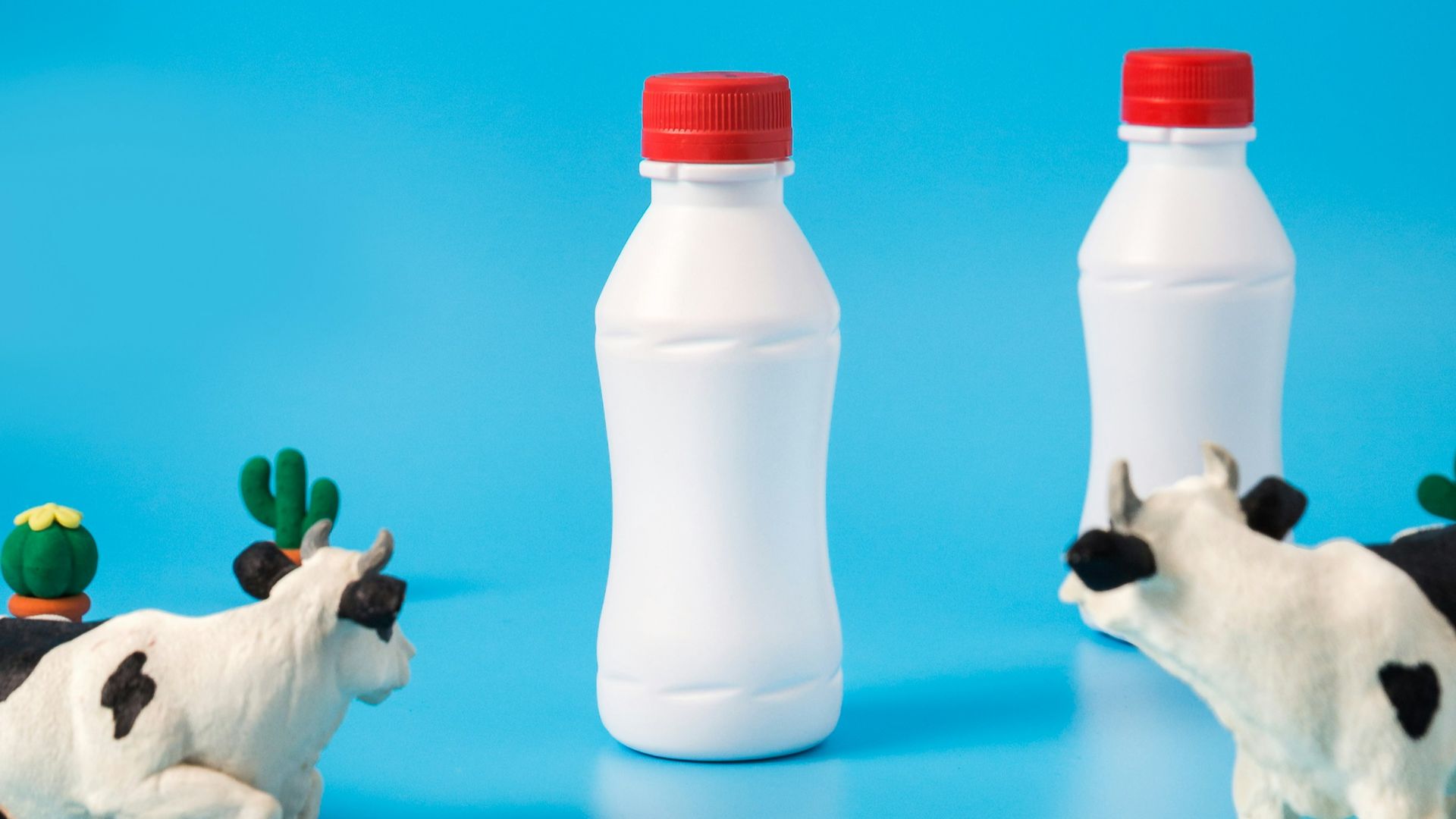 two black-and-white dairy cows looking on white bottles