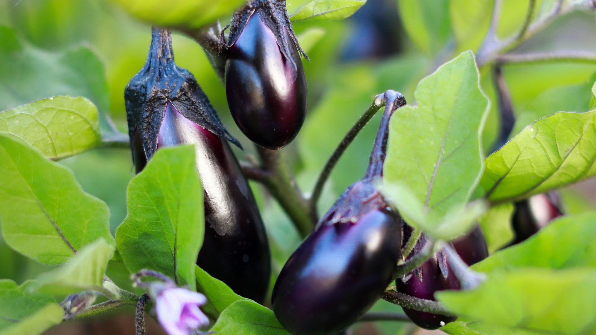 purple flower bud in macro shot