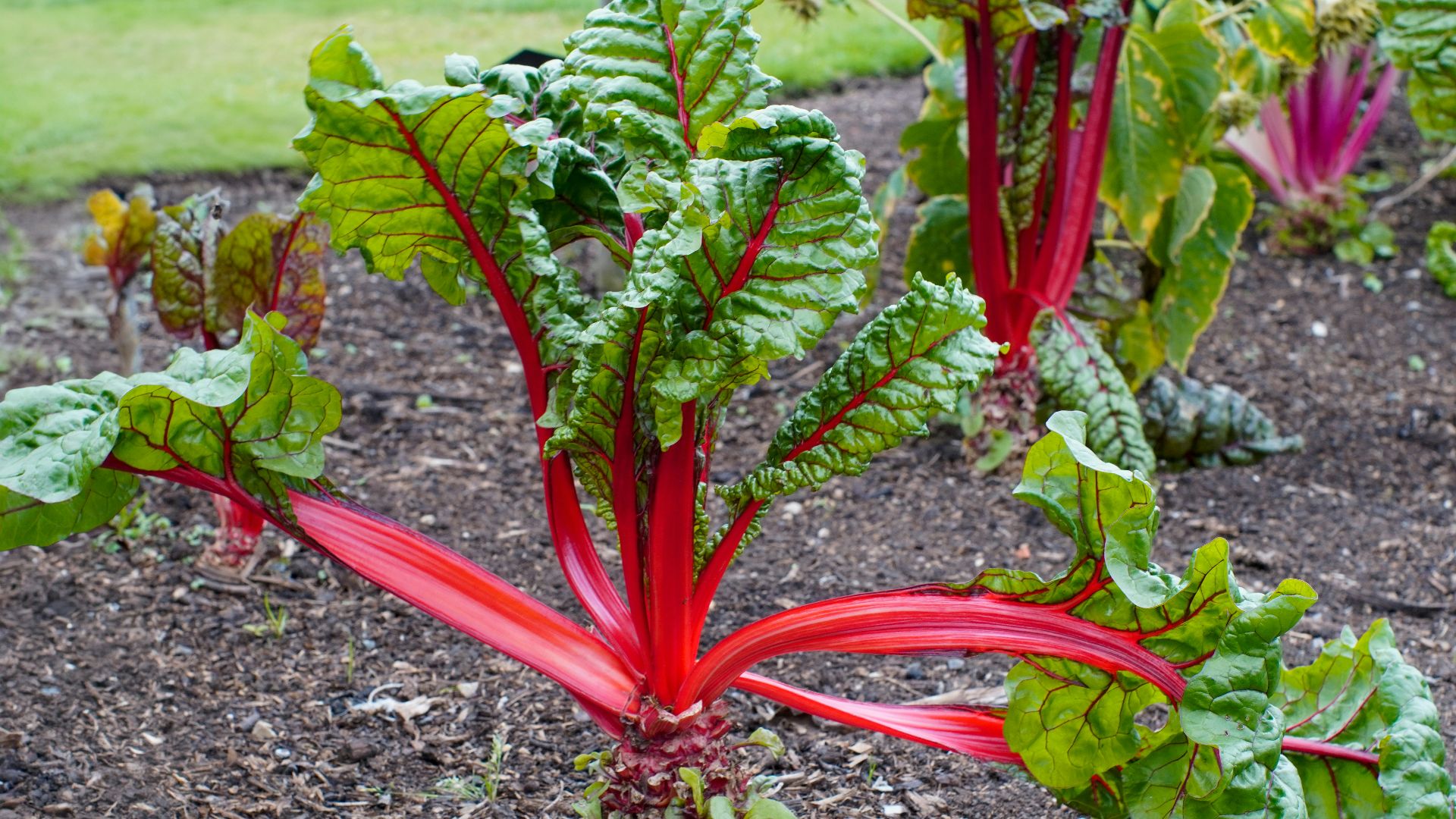 a bunch of green and red plants in a garden