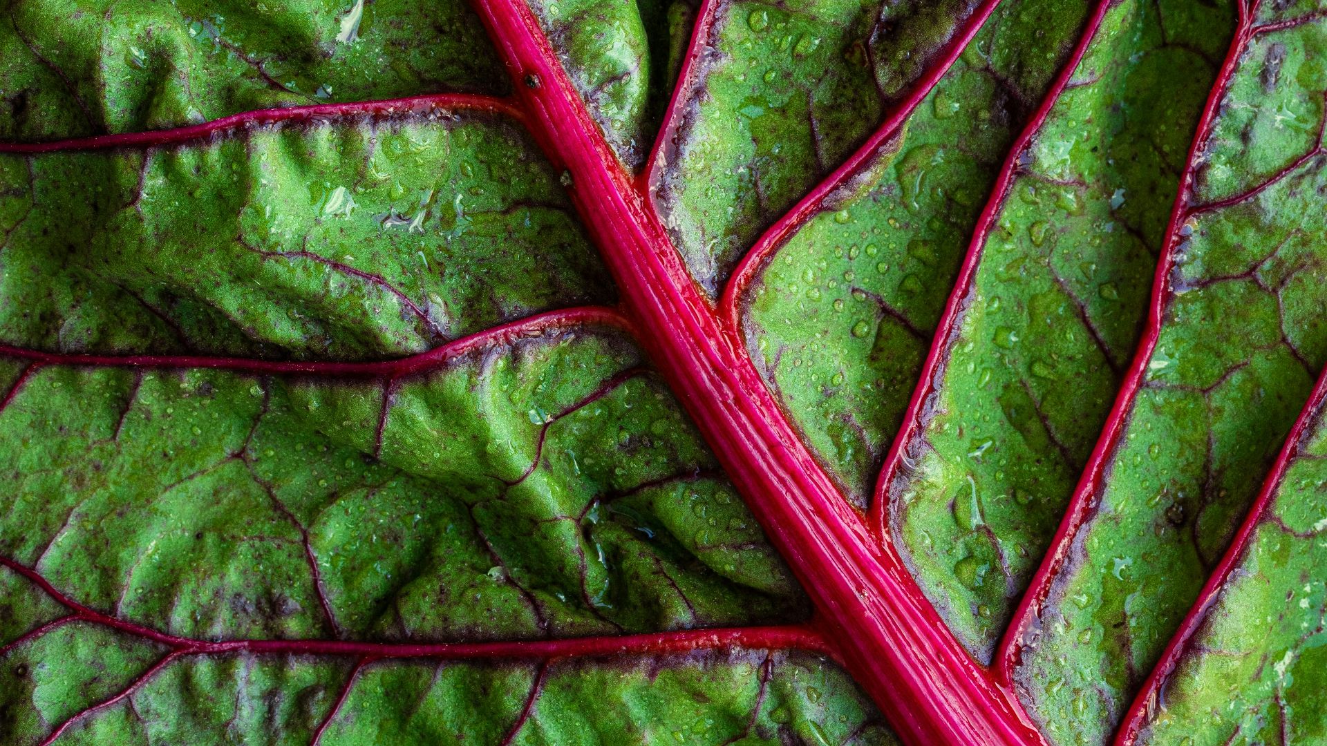 green vegetable leaf