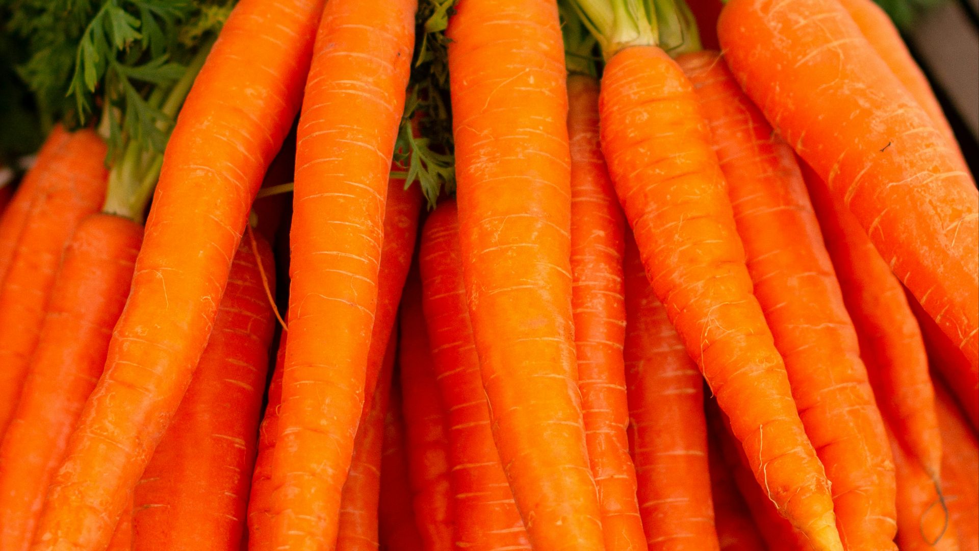 orange carrots on green grass