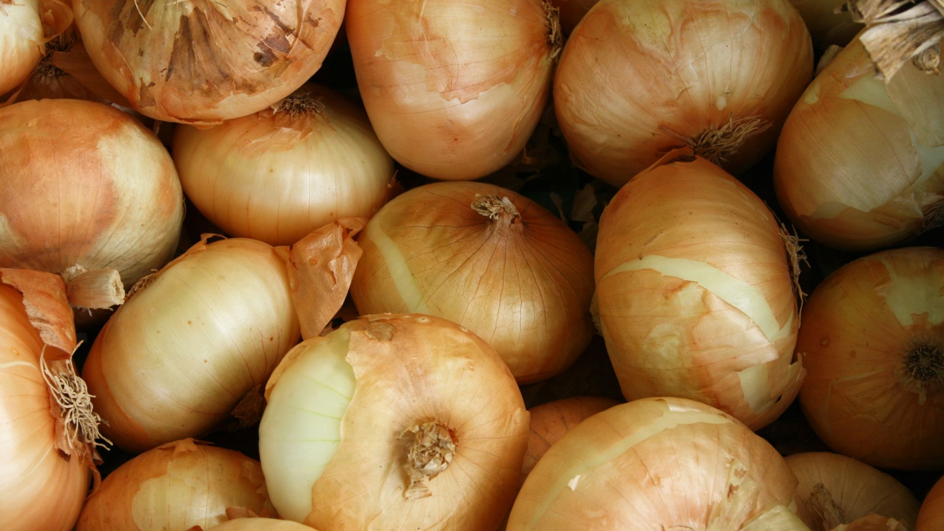 brown onion lot
