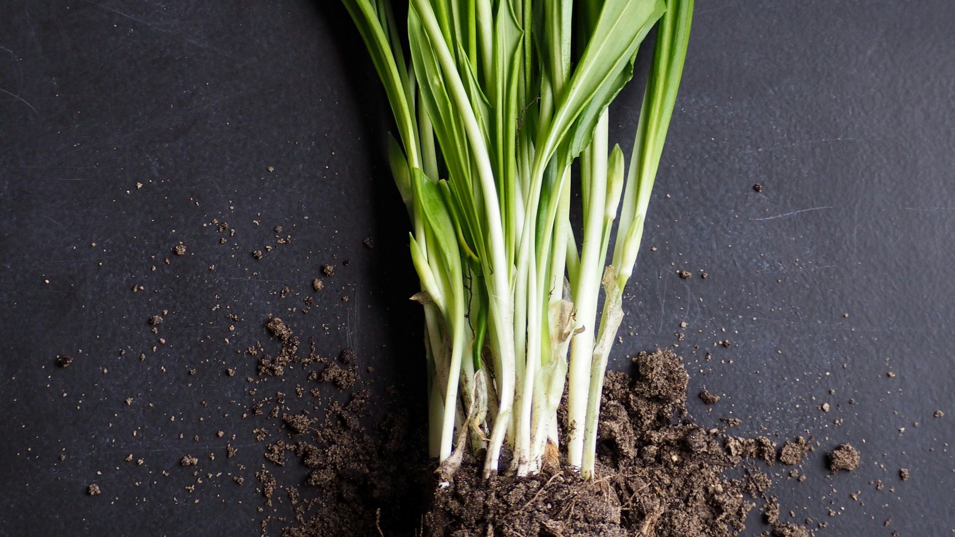 cluster of linear green leaf plants