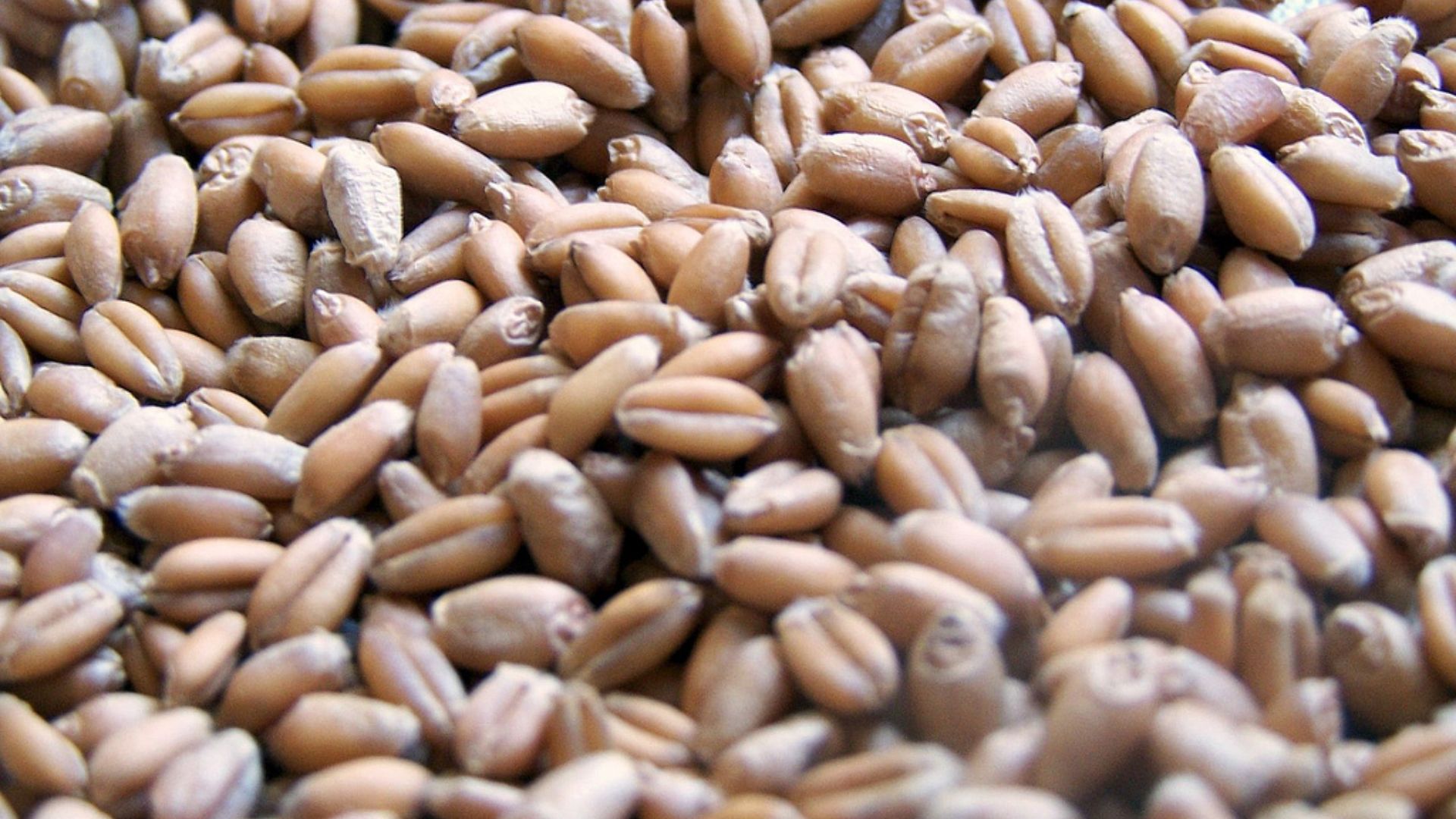 File:Wheatberries.jpg