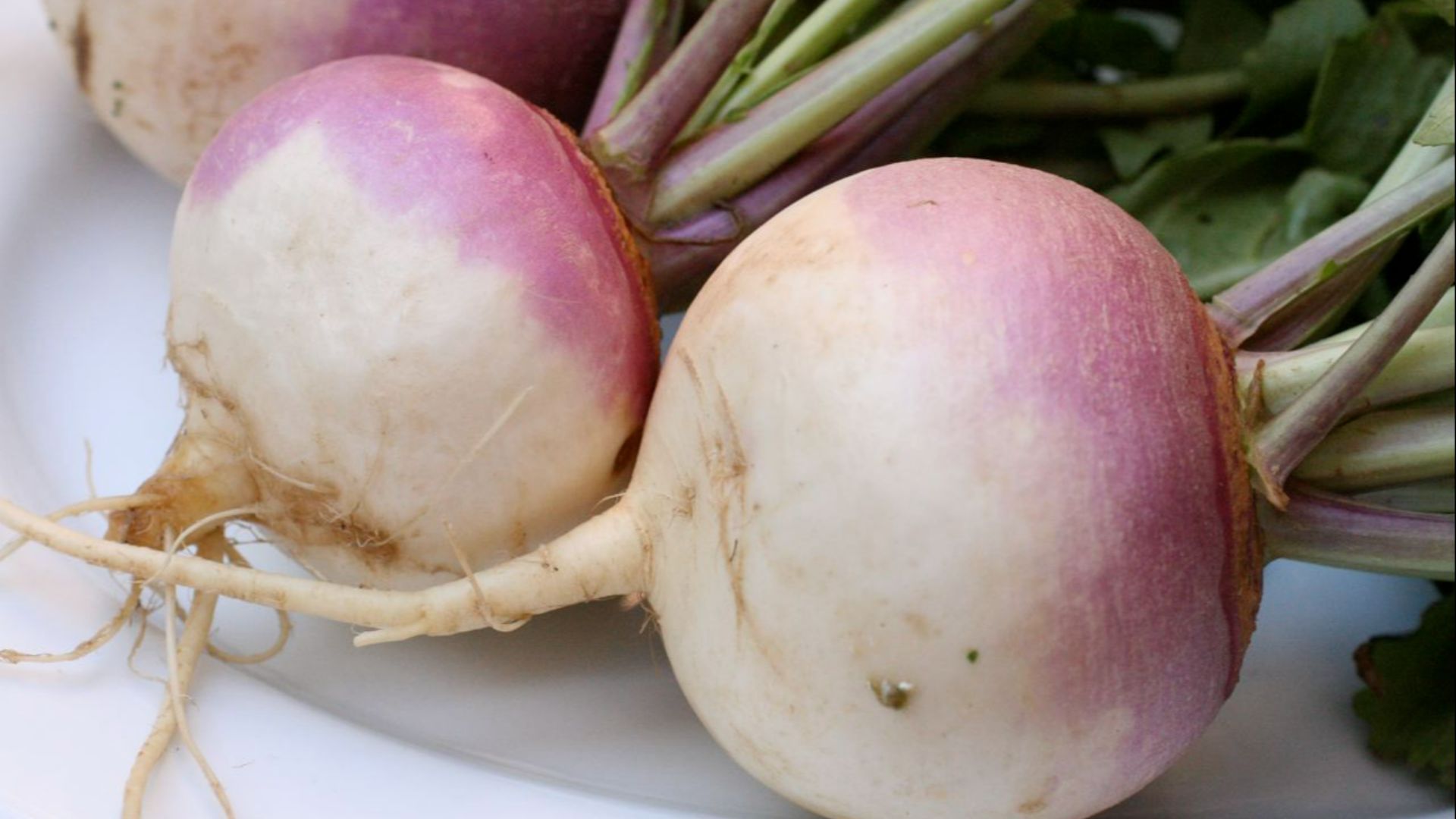 File:Turnip 2622027.jpg