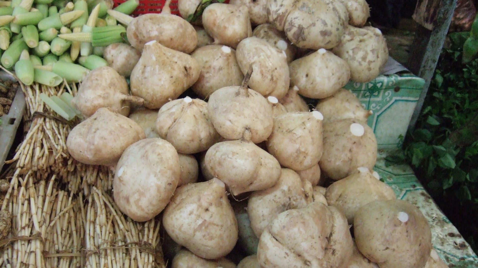 File:Yam bean Pachyrhizus erosus.JPG