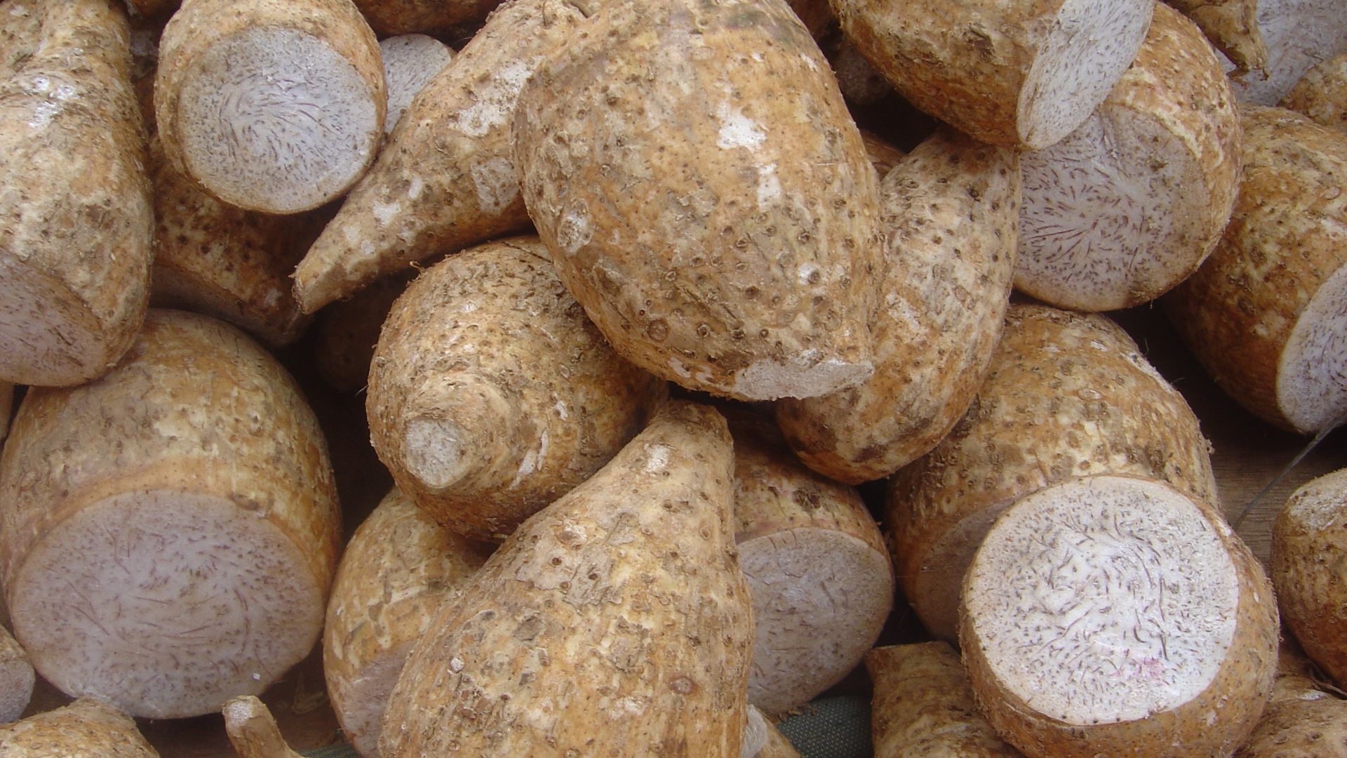 File:Colocasia esculenta dsc07801.jpg