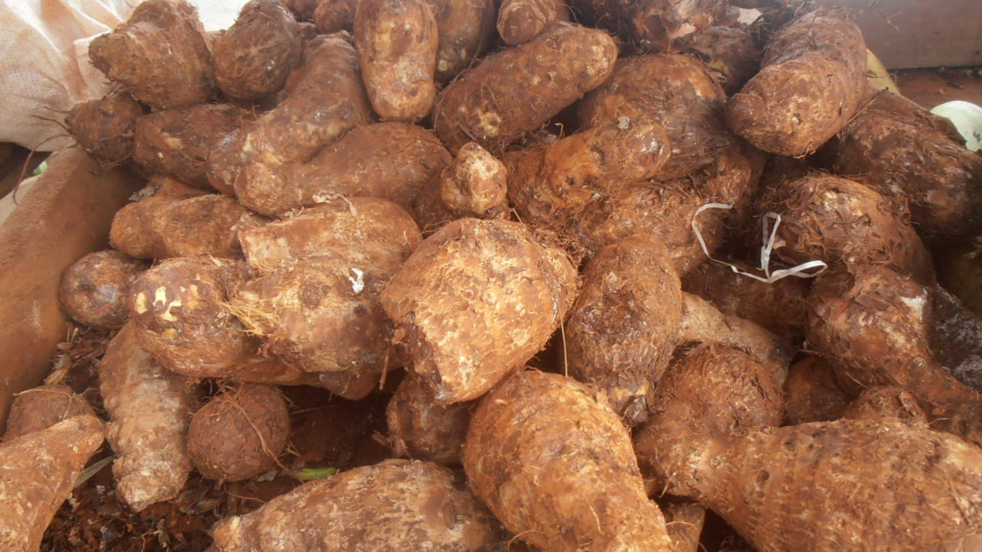 File:Root vegetables