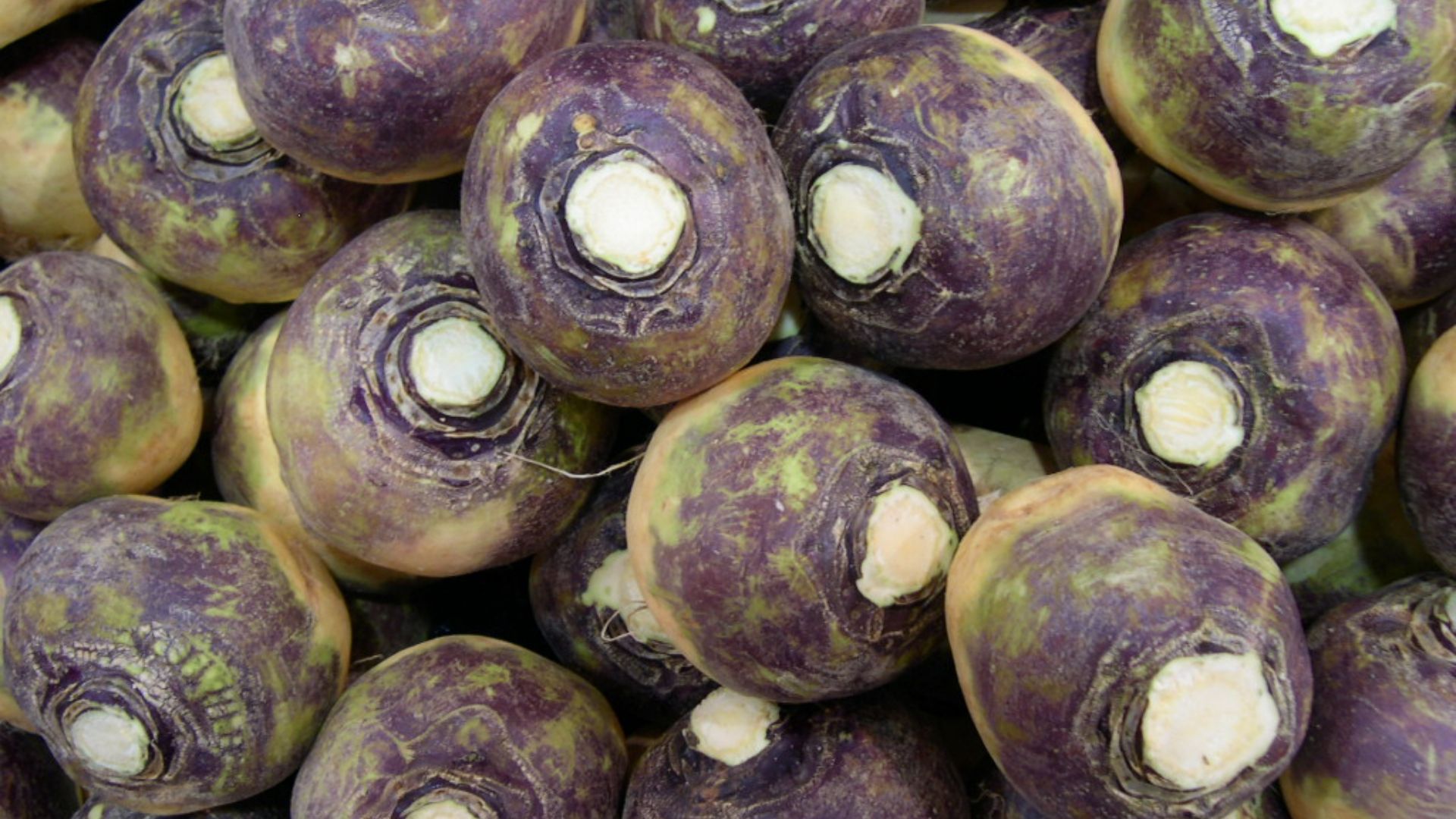 File:Swede - rutabaga - veggiegroup.jpg