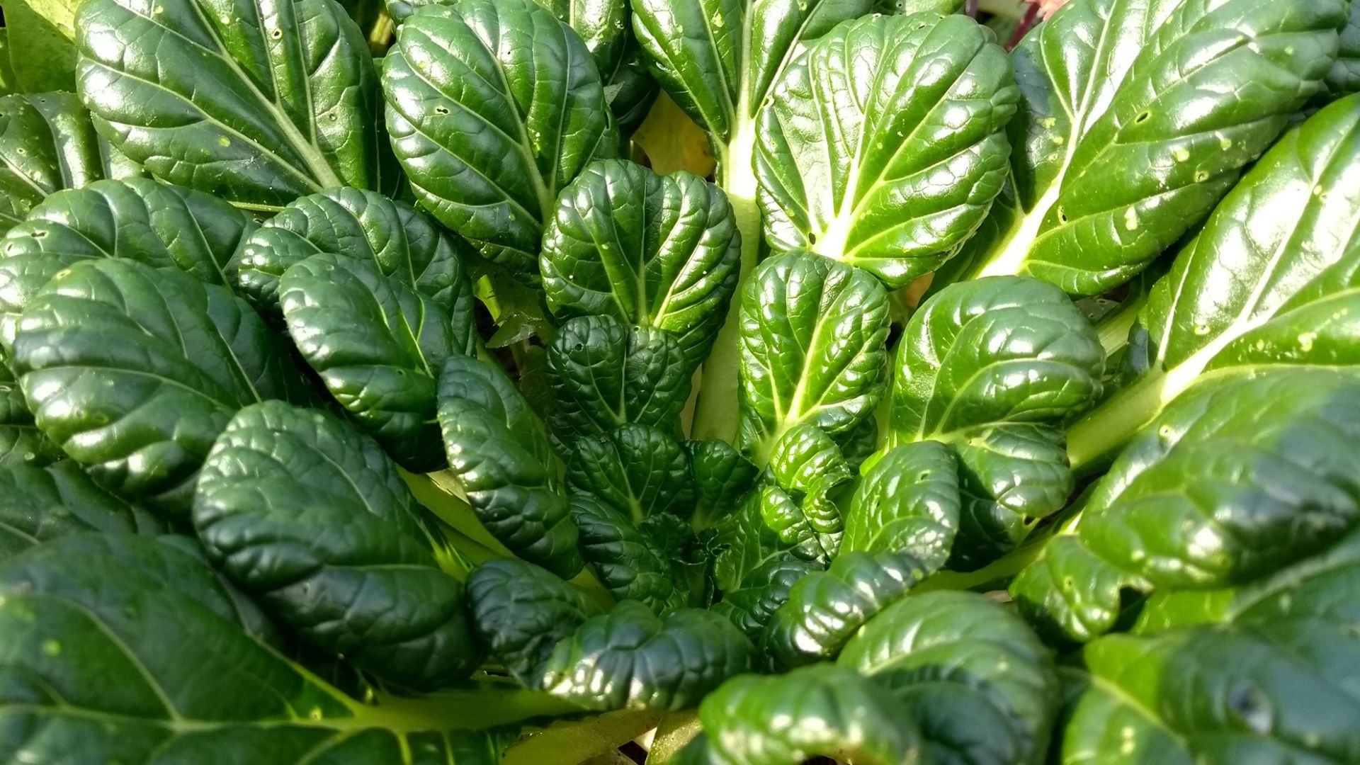 File:Brassica rapa subsp narinosa.jpg