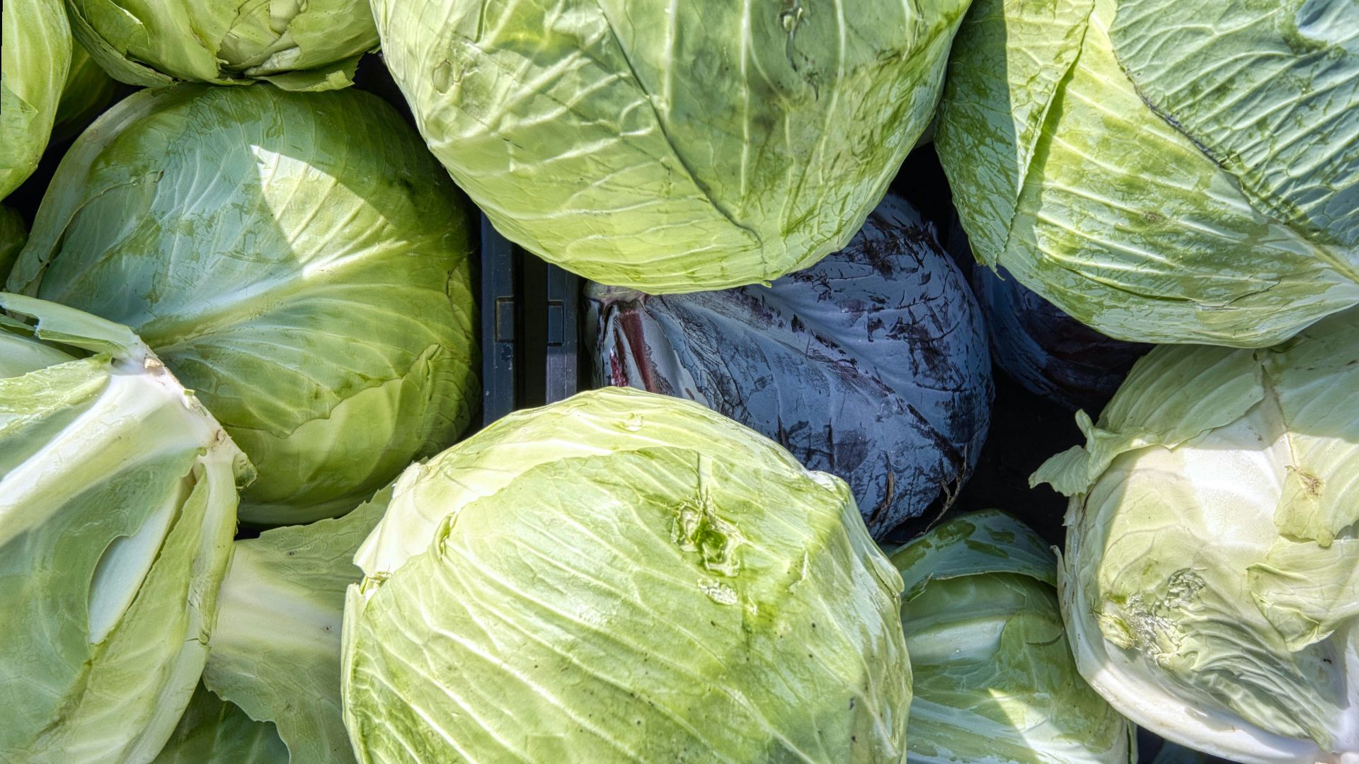 green and blue plastic bags