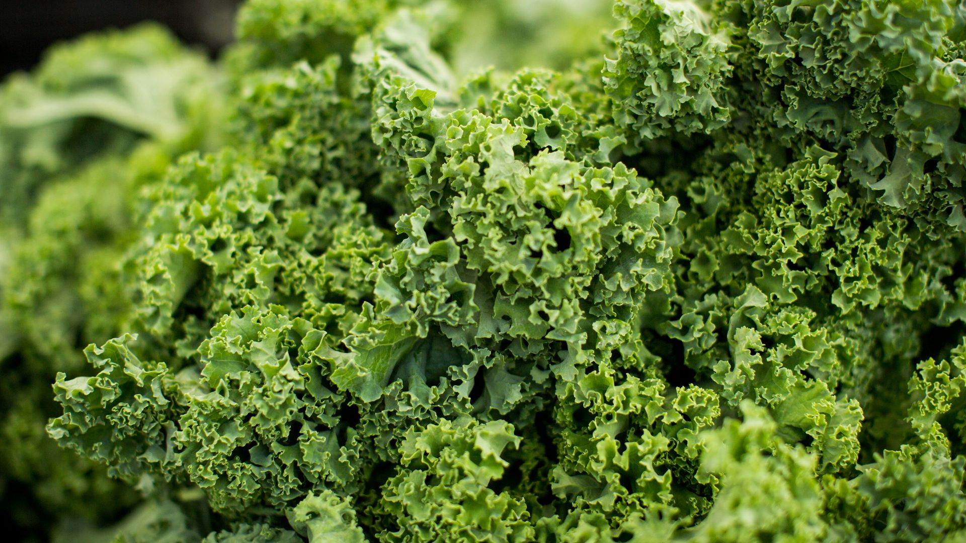 macro shot photography of lettuce