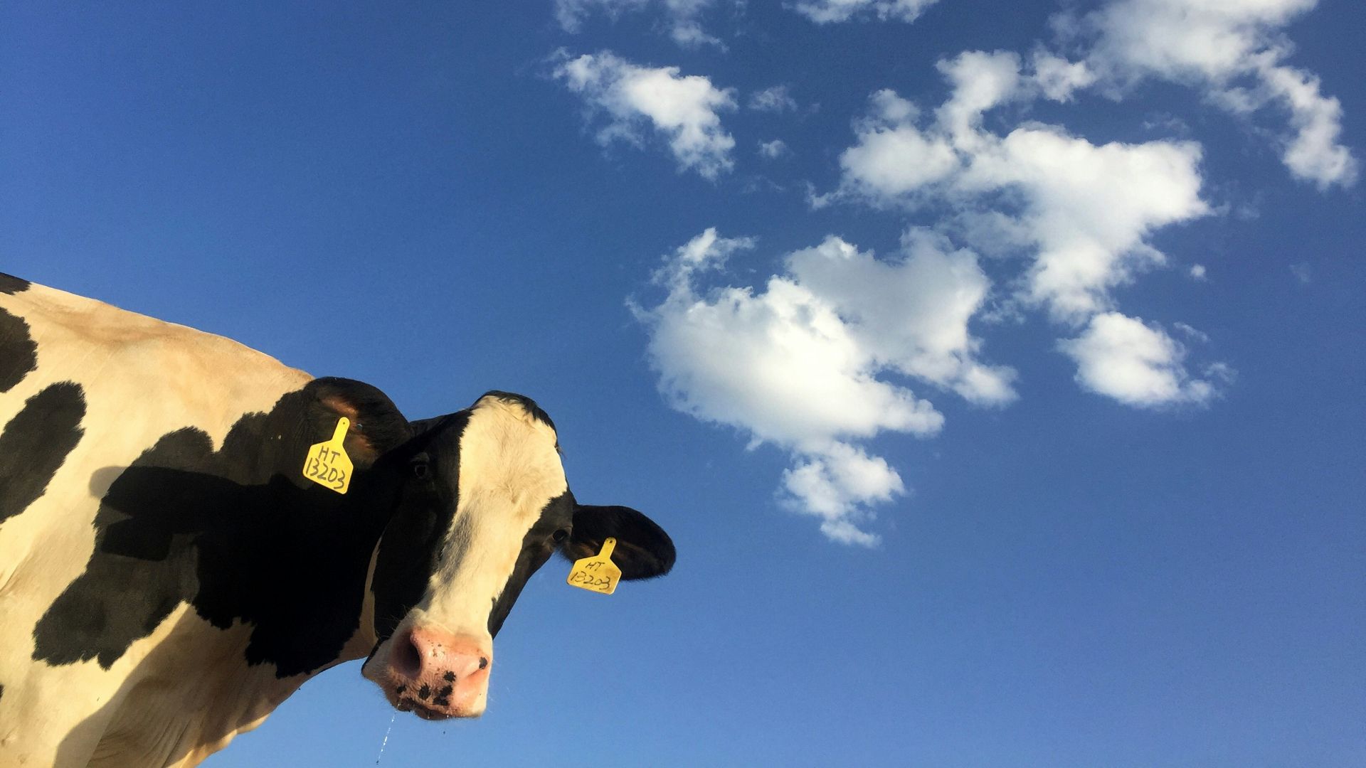 time lapse photography of cattle cow under clouds