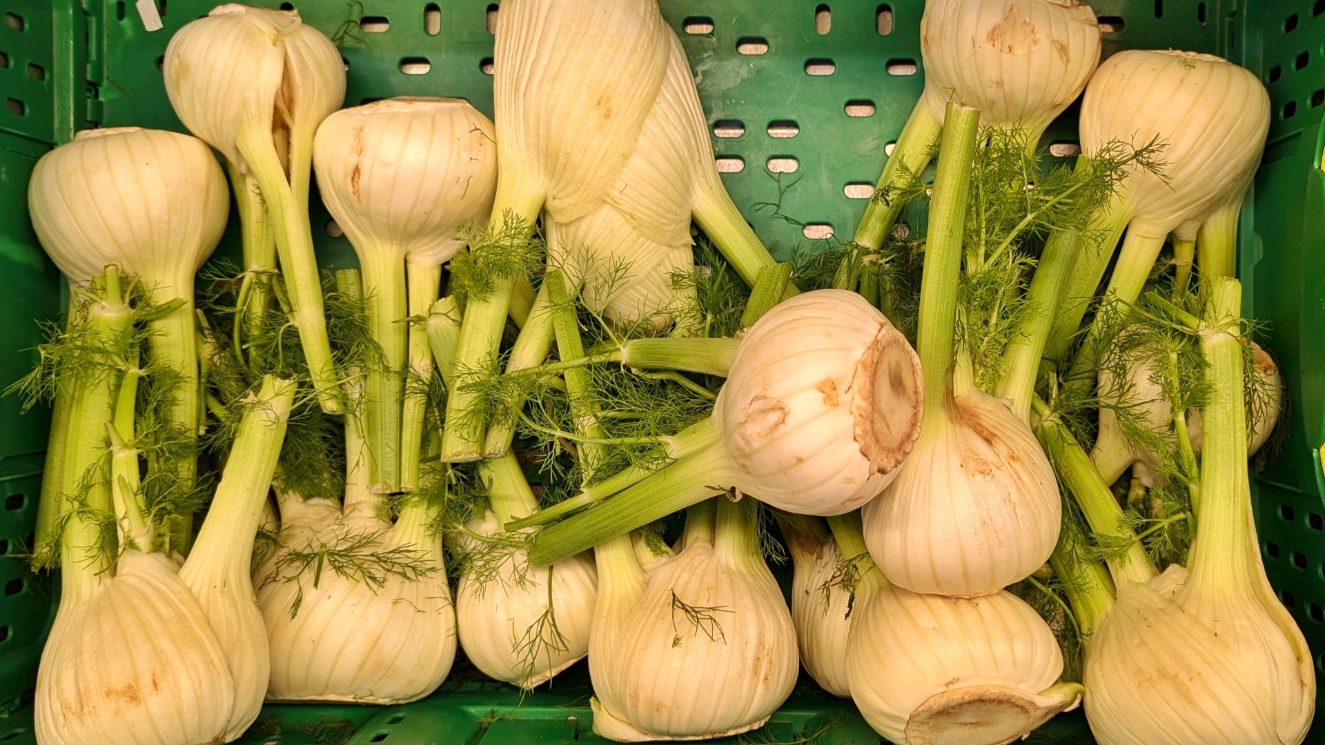File:Fennel bulbs - Wellington, New Zealand.jpg