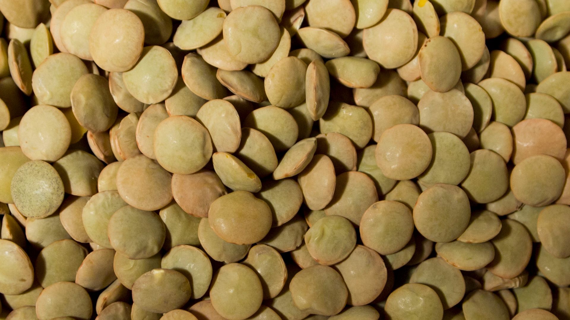 File:Green lentils.jpg