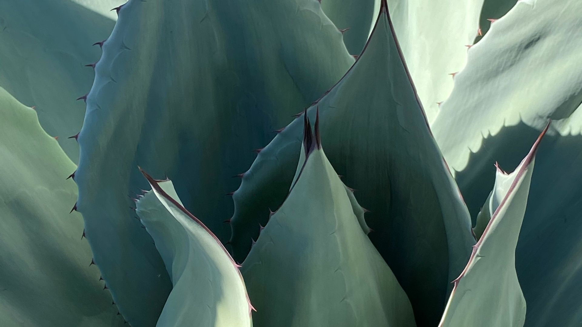 green and white plant during daytime