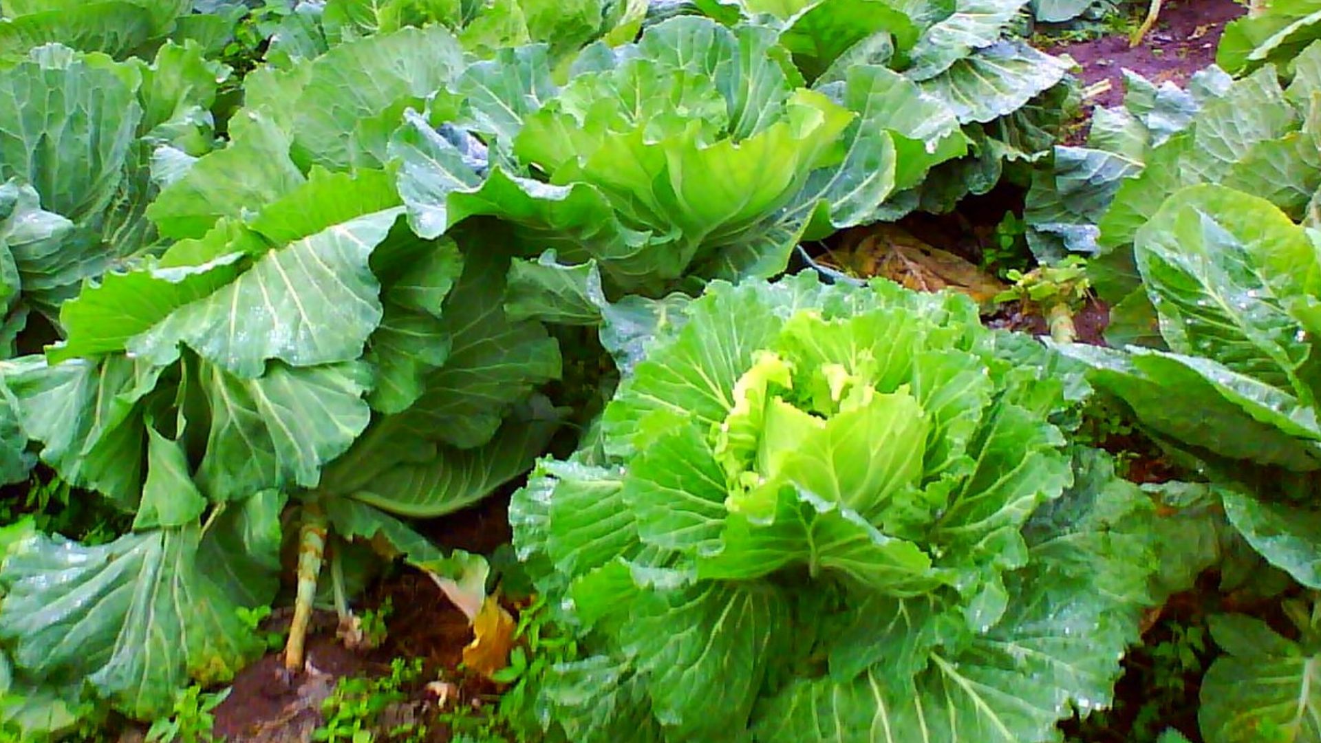 File:Collard greens in Galicia, Spain.jpg