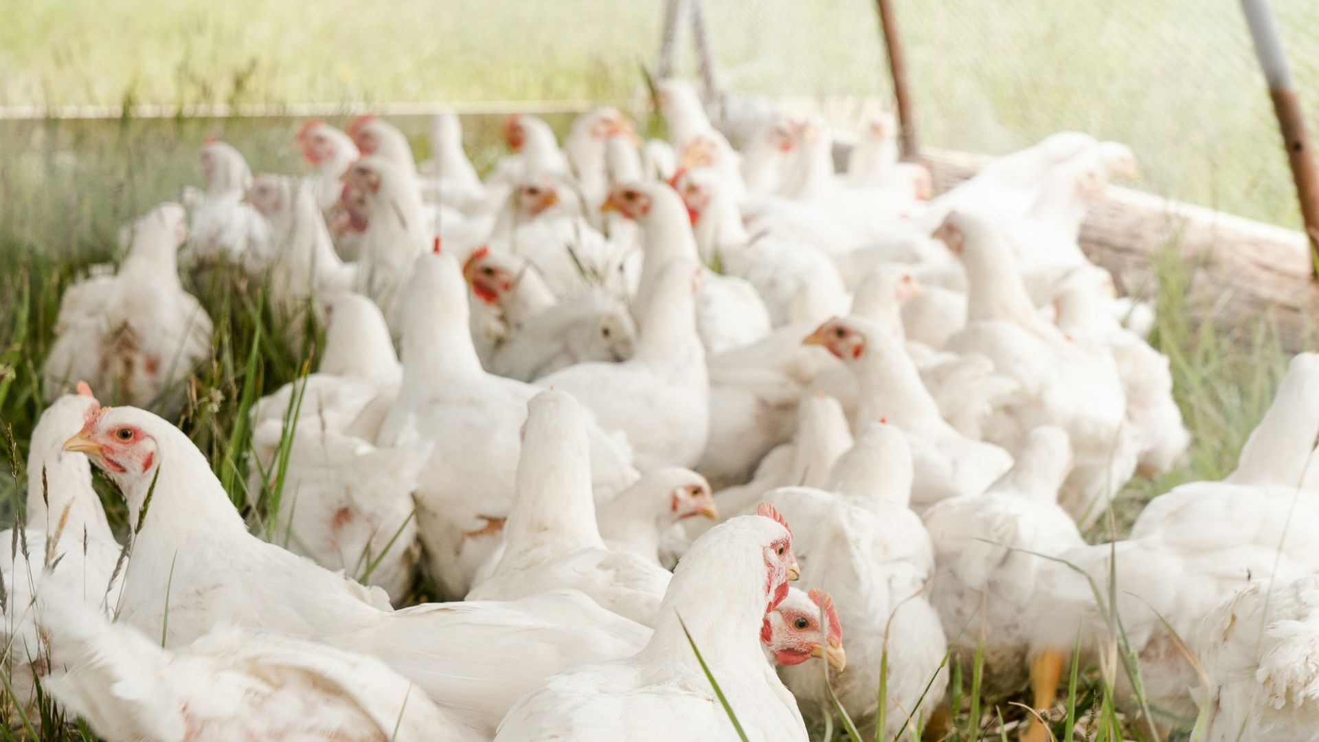 white chicken on green grass field during daytime