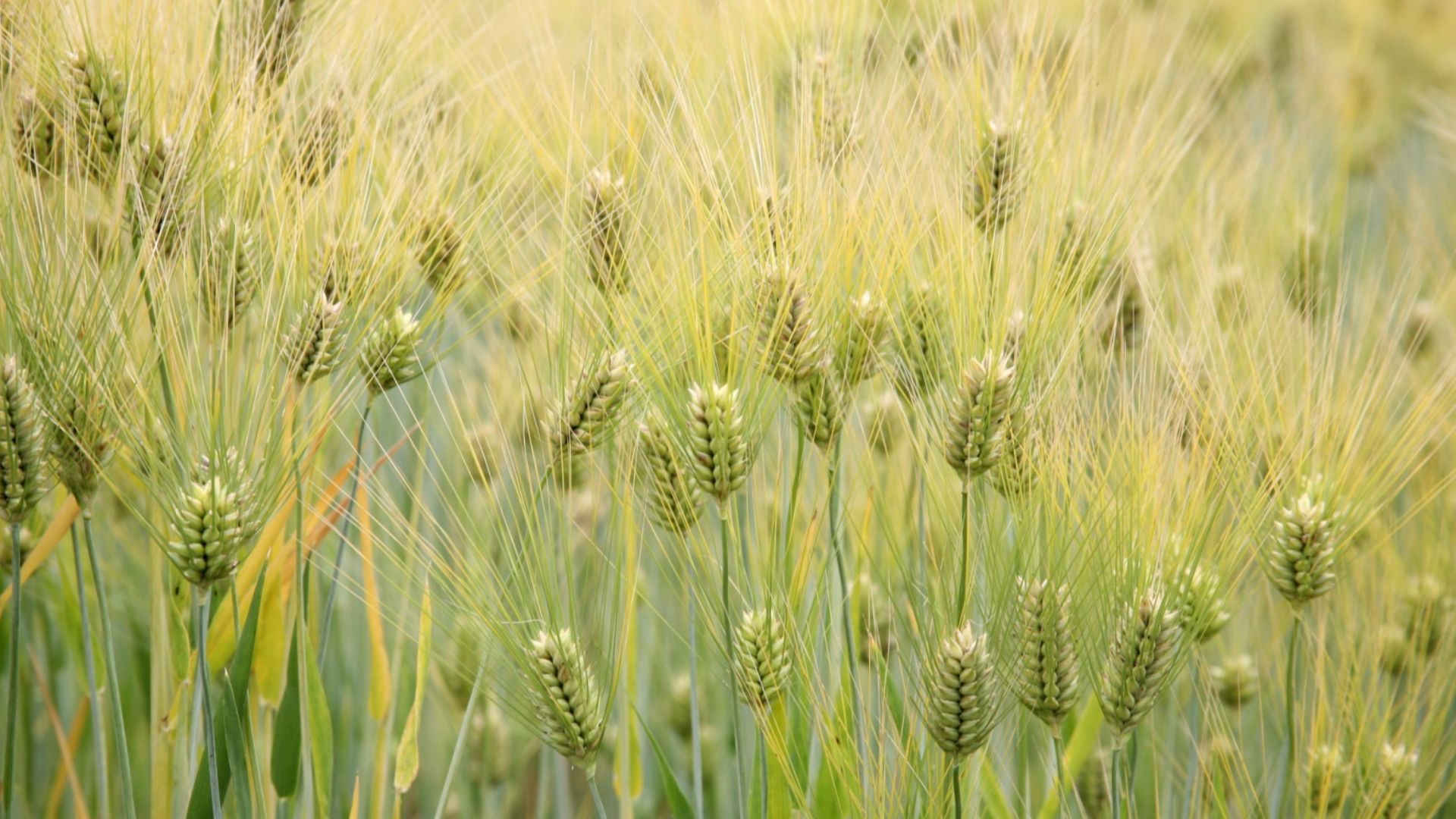 File:Barley (Hordeum vulgare) - United States National Arboretum - 24 May 2009.jpg